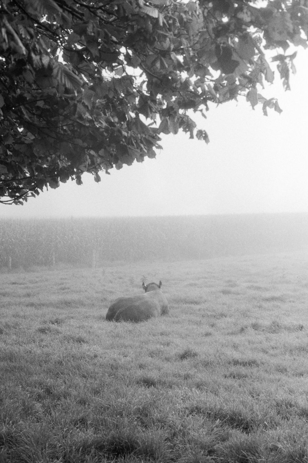 cow in morning mist