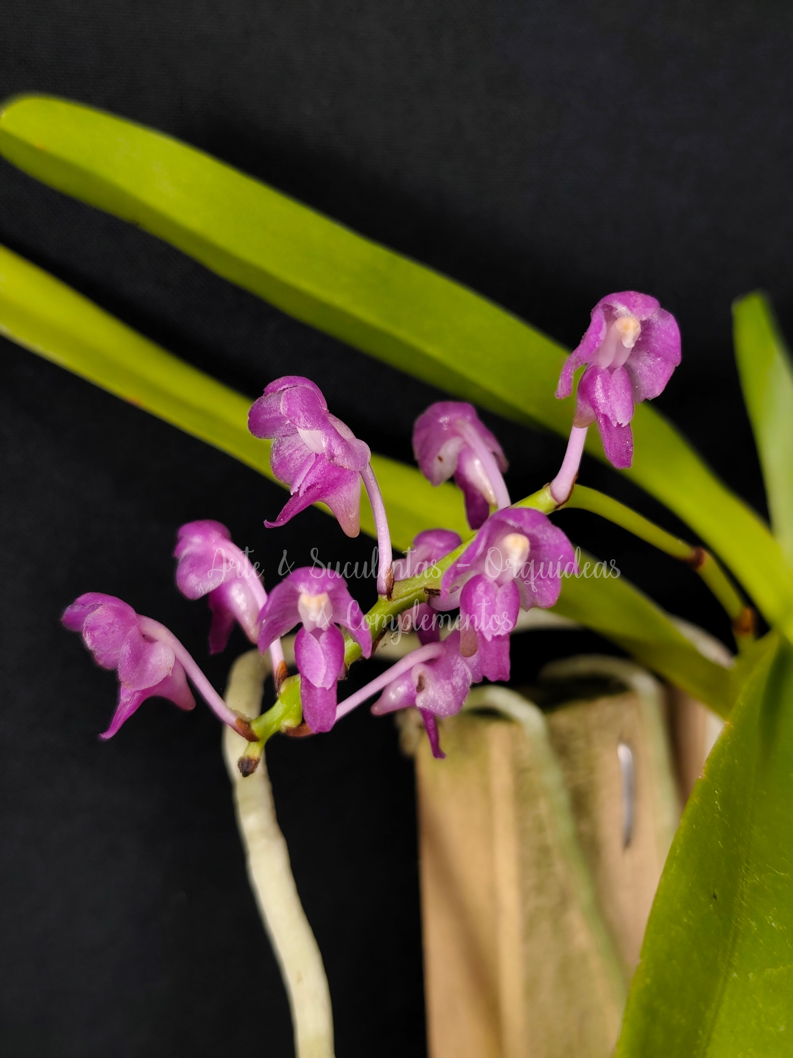 Aerides jarckiana syn. Aerides leeana