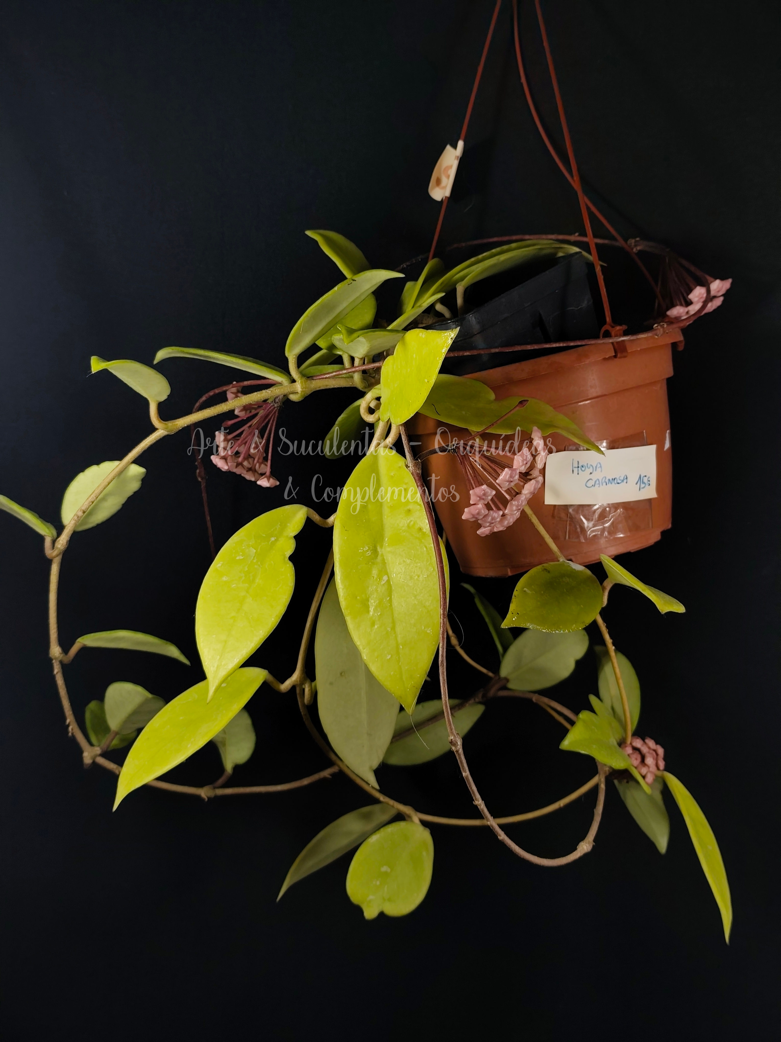 Hoya carnosa