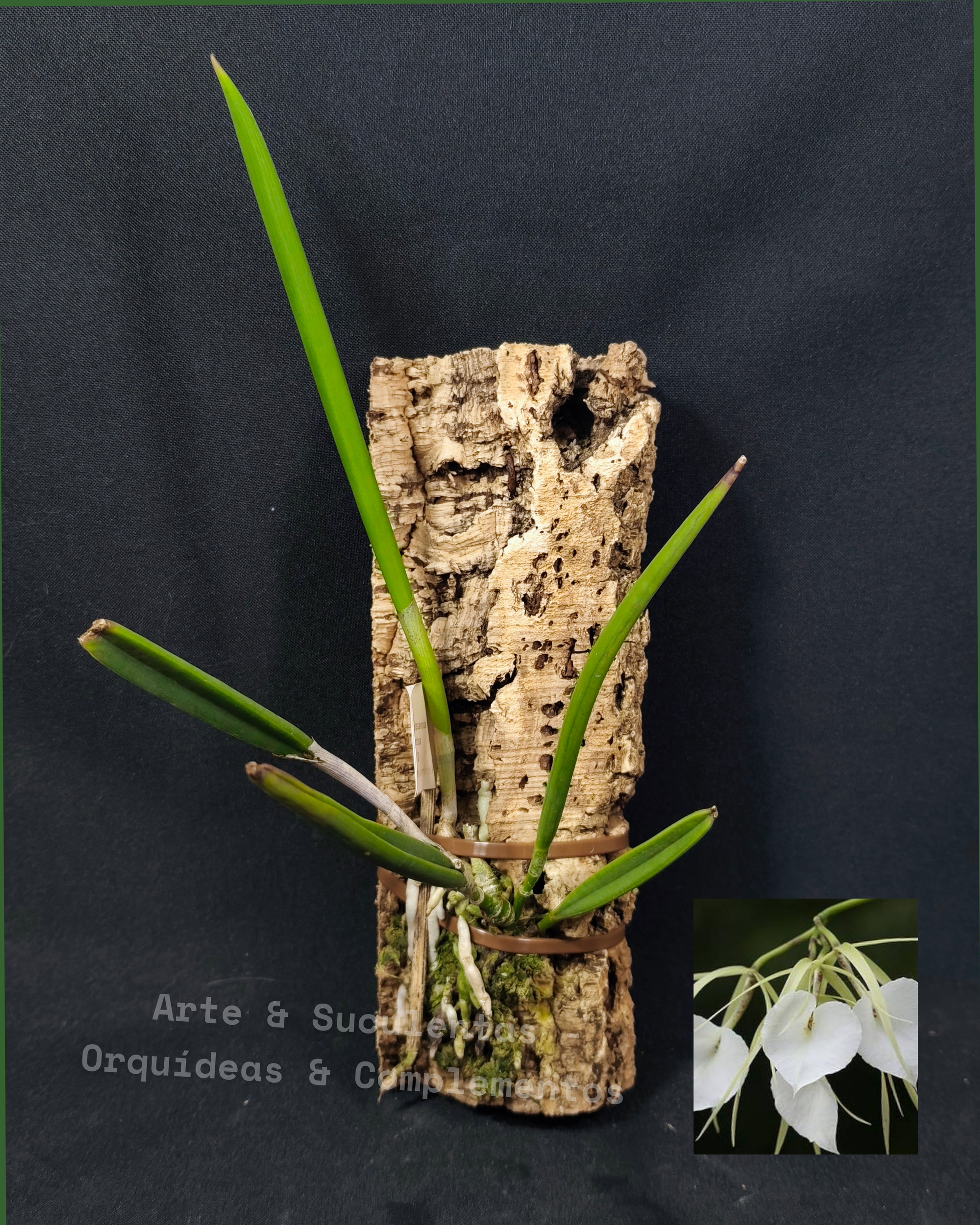 Brassavola nodosa