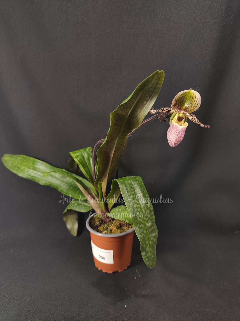 Paphiopedilum Pinocchio X