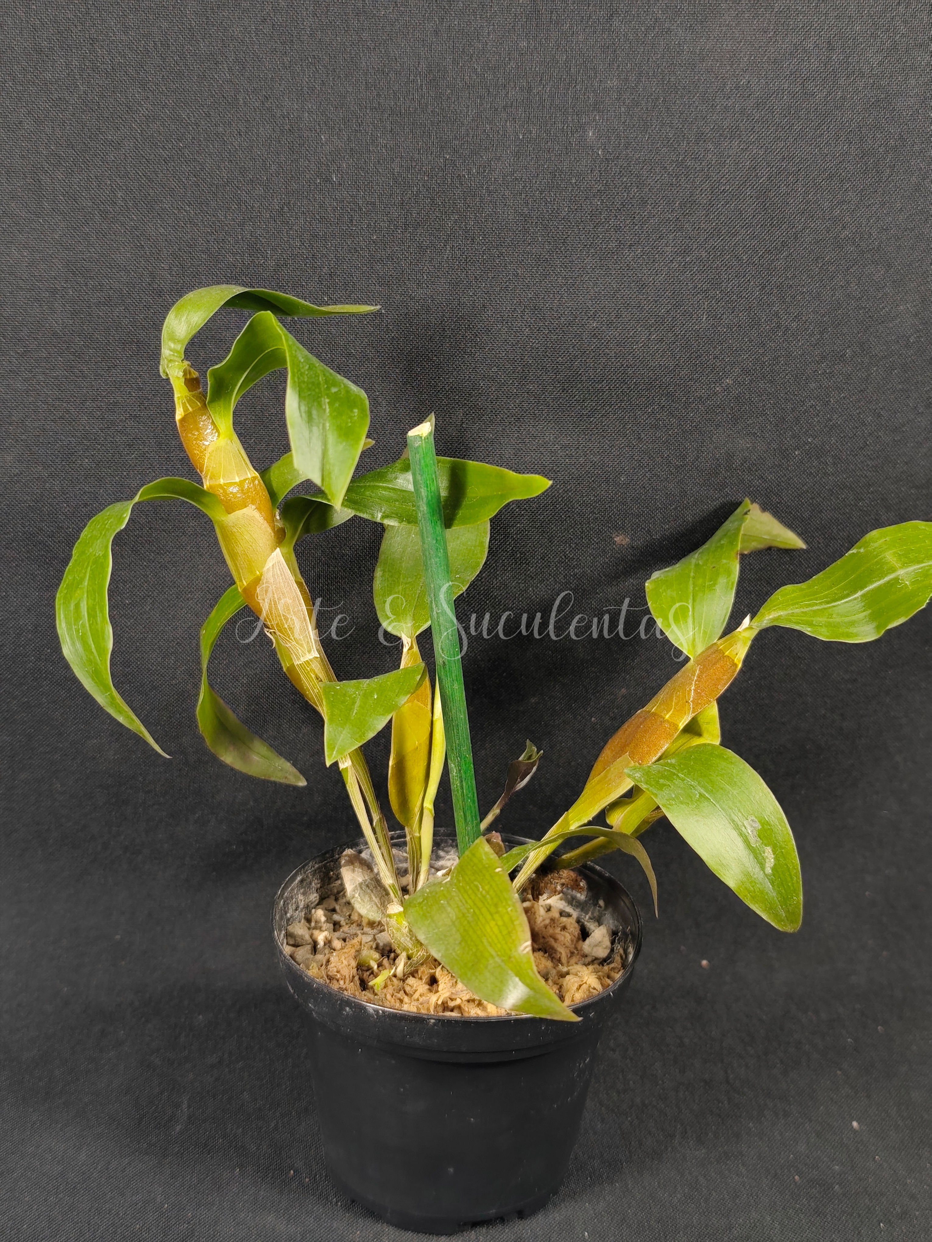 Dendrobium platygastrium