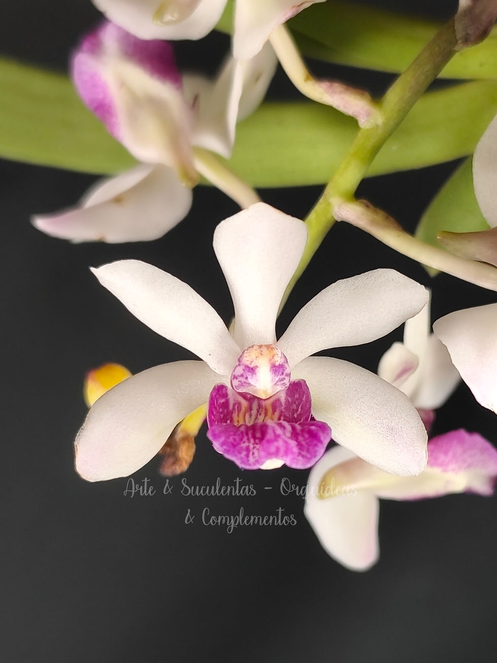 (Holcoglossum flavescens x Rhynchostylis gigantea) x Rhynchostylis gigantea alba