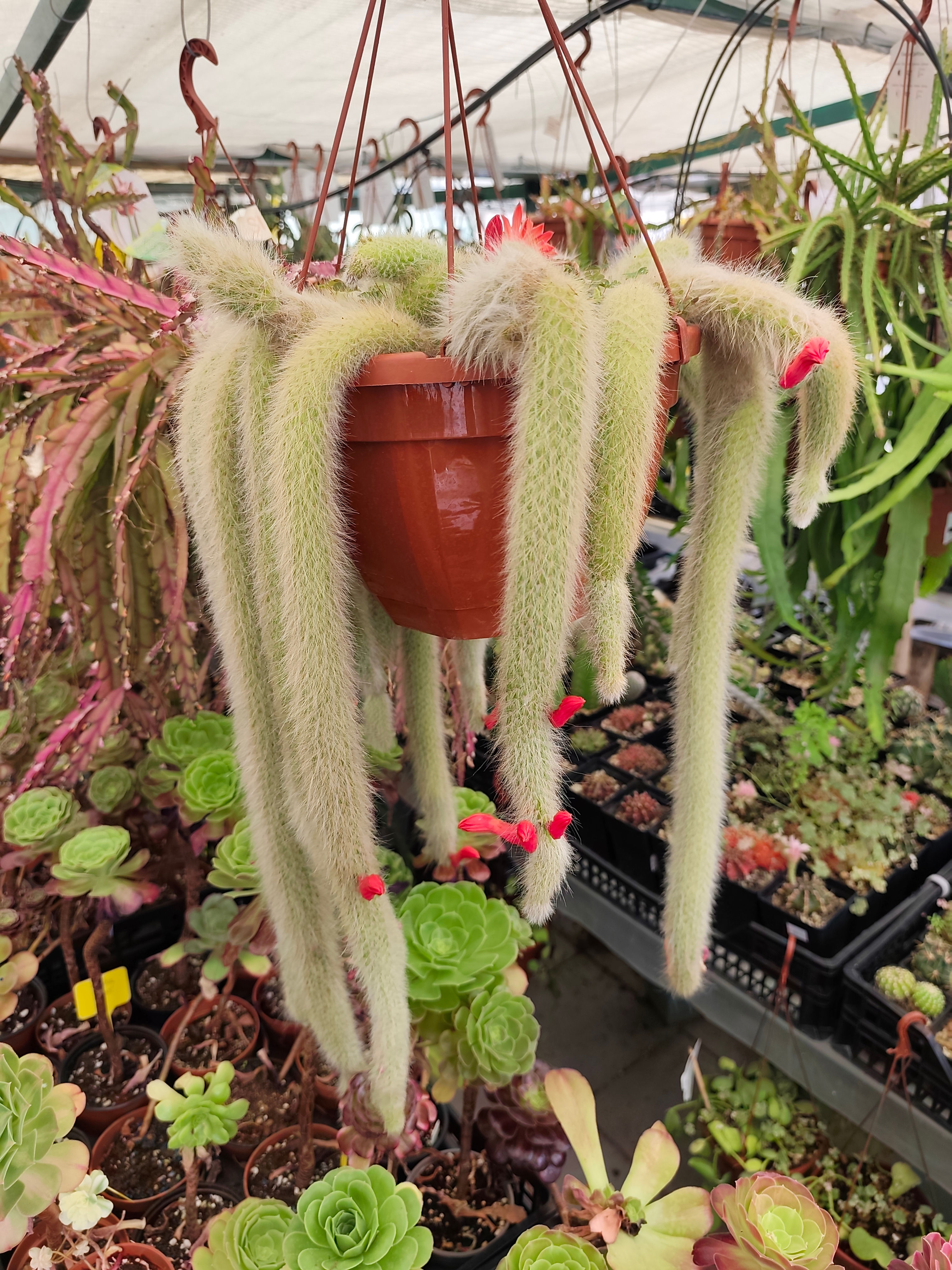 Hildewintera Colademonis XXL (Rabo de macaco)