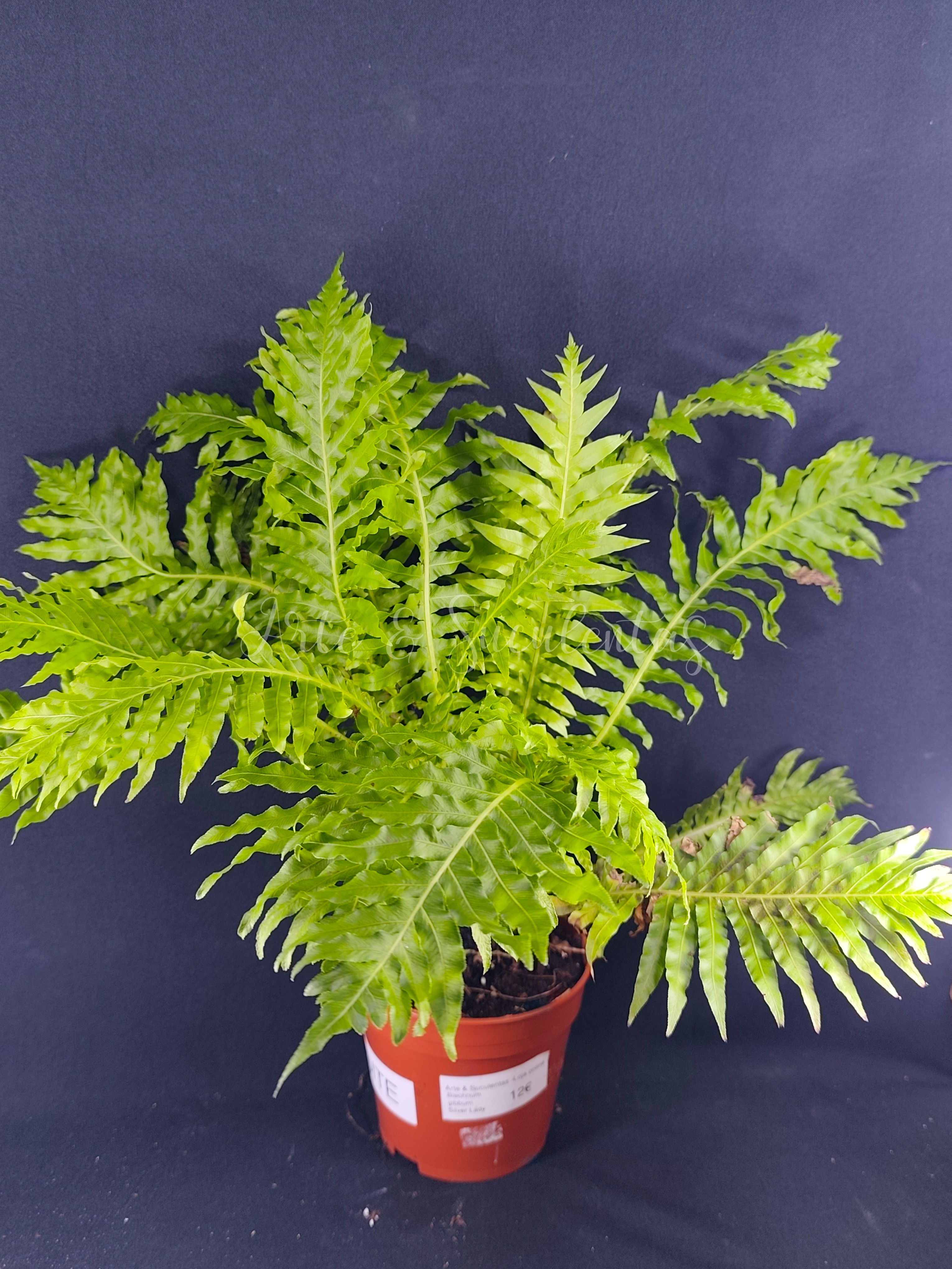 Blechnum gibbum Silver Lady