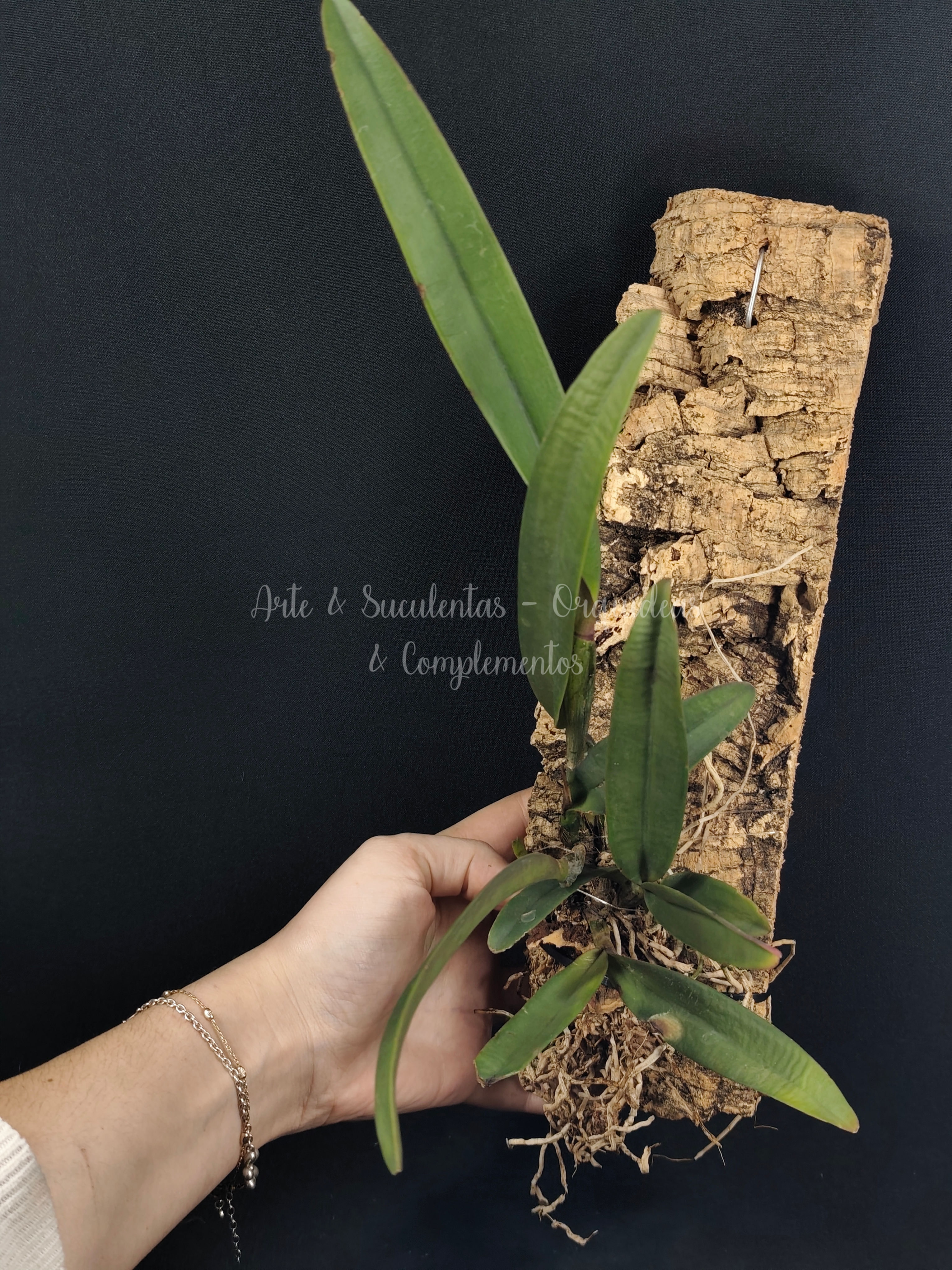 Cattleya lawrenceana