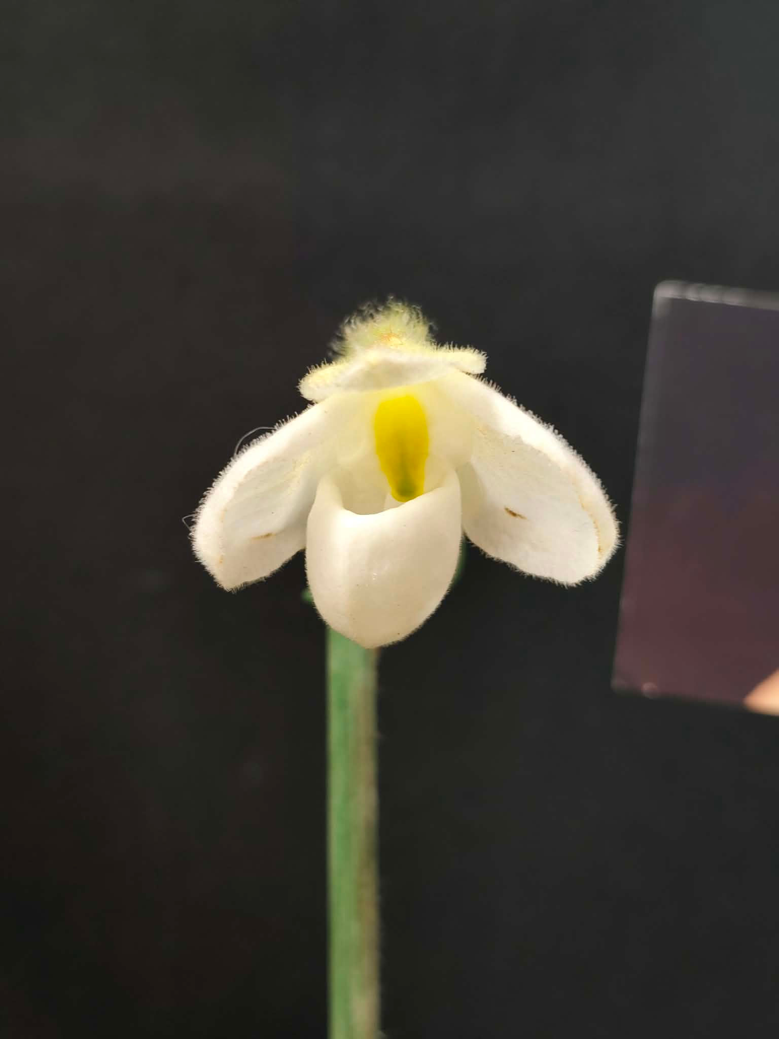 Paphiopedilum delenatii var. alba