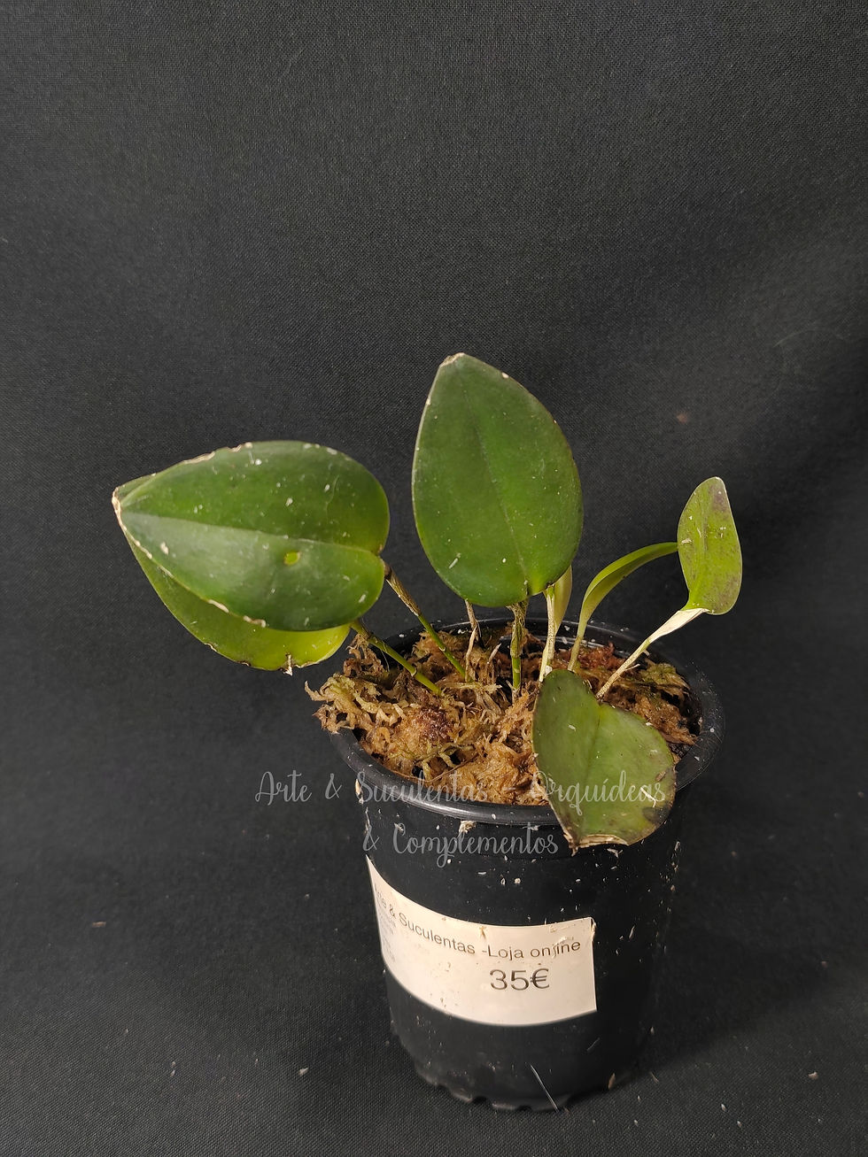 Restrepia contorta form. rosea