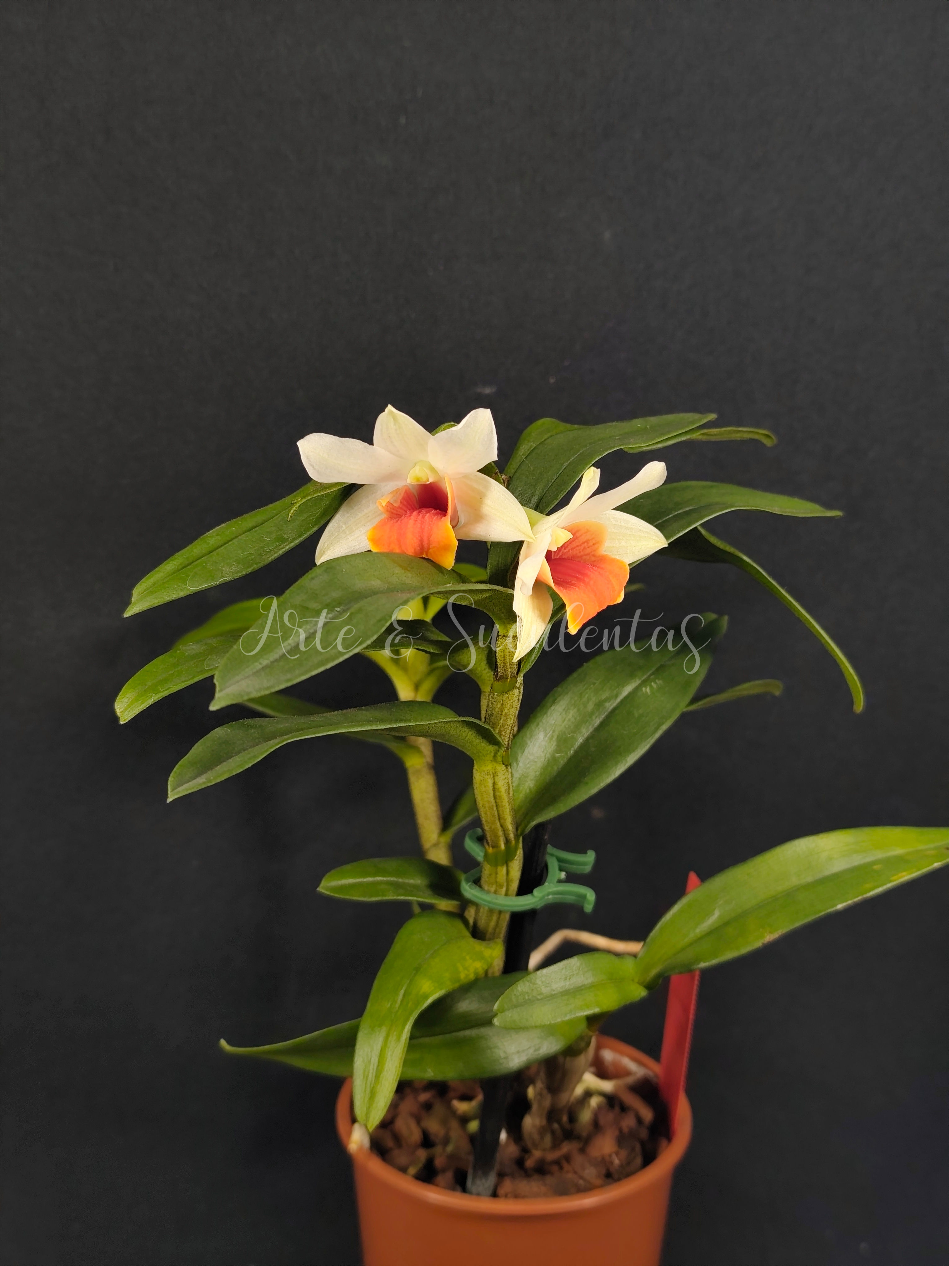 Dendrobium Jiaho Candy (Sem flor)