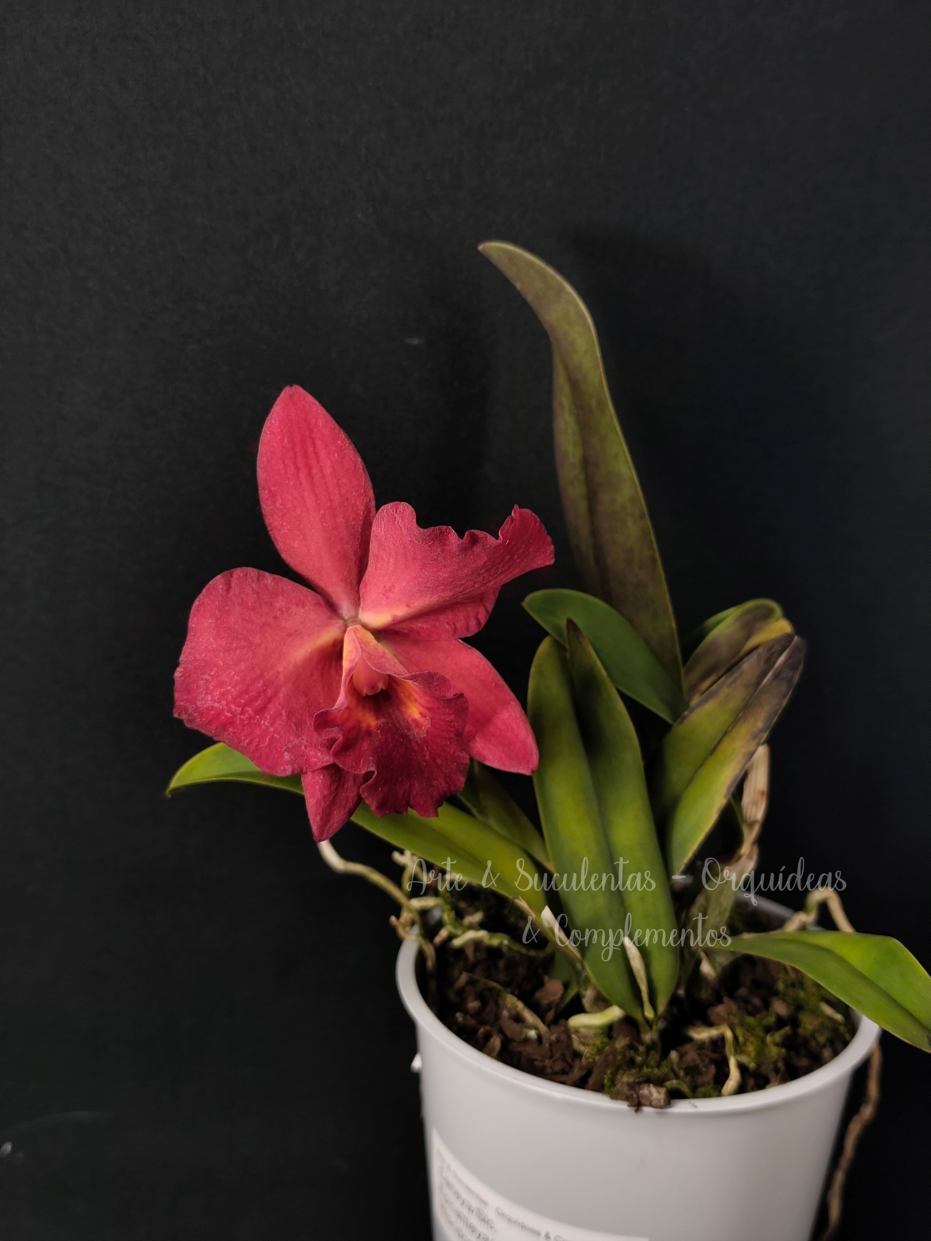 Cattleya/ Slc. Híbrida (Ref. 1.44)
