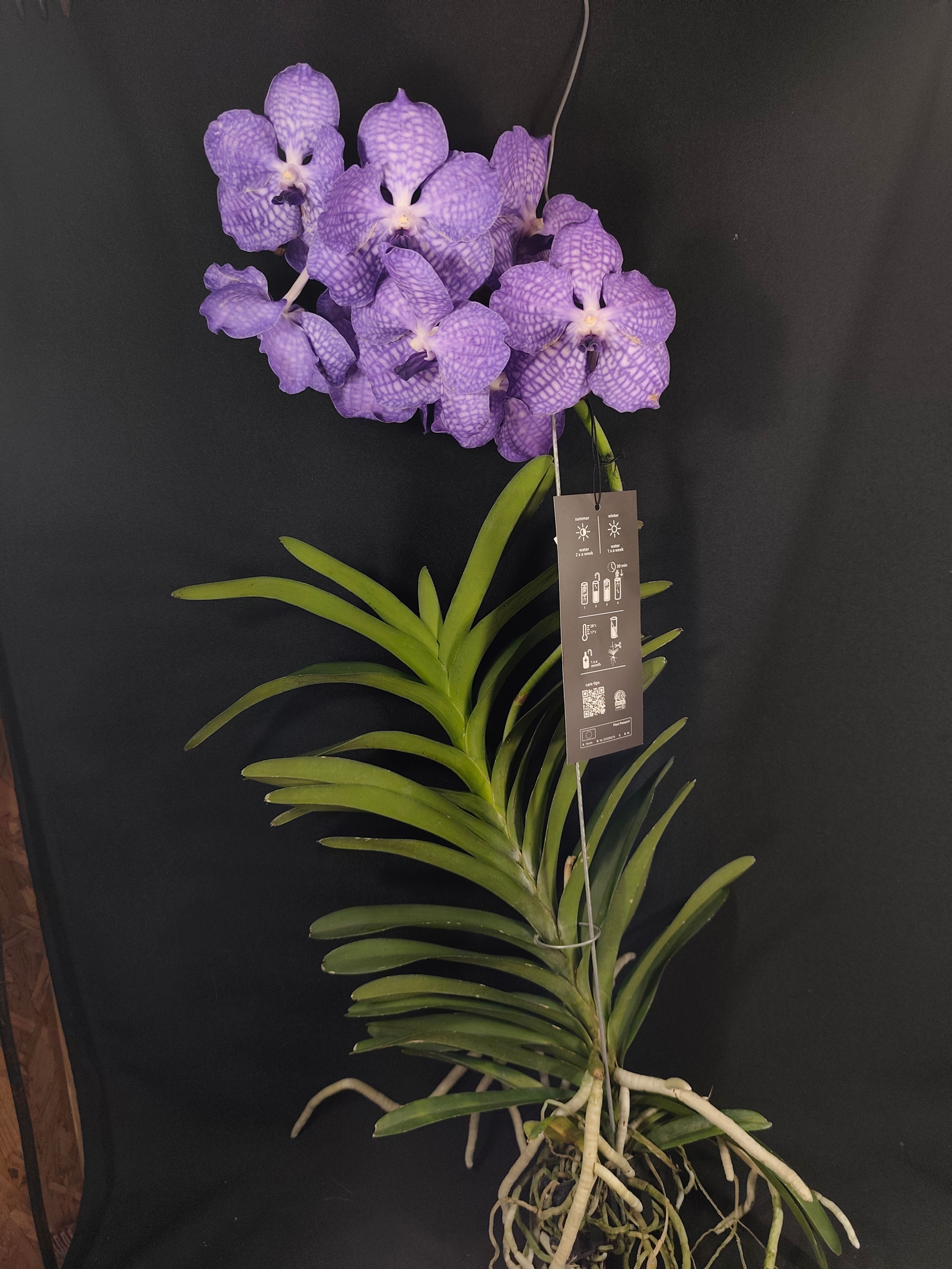 Vanda Kanchana Magic Blue