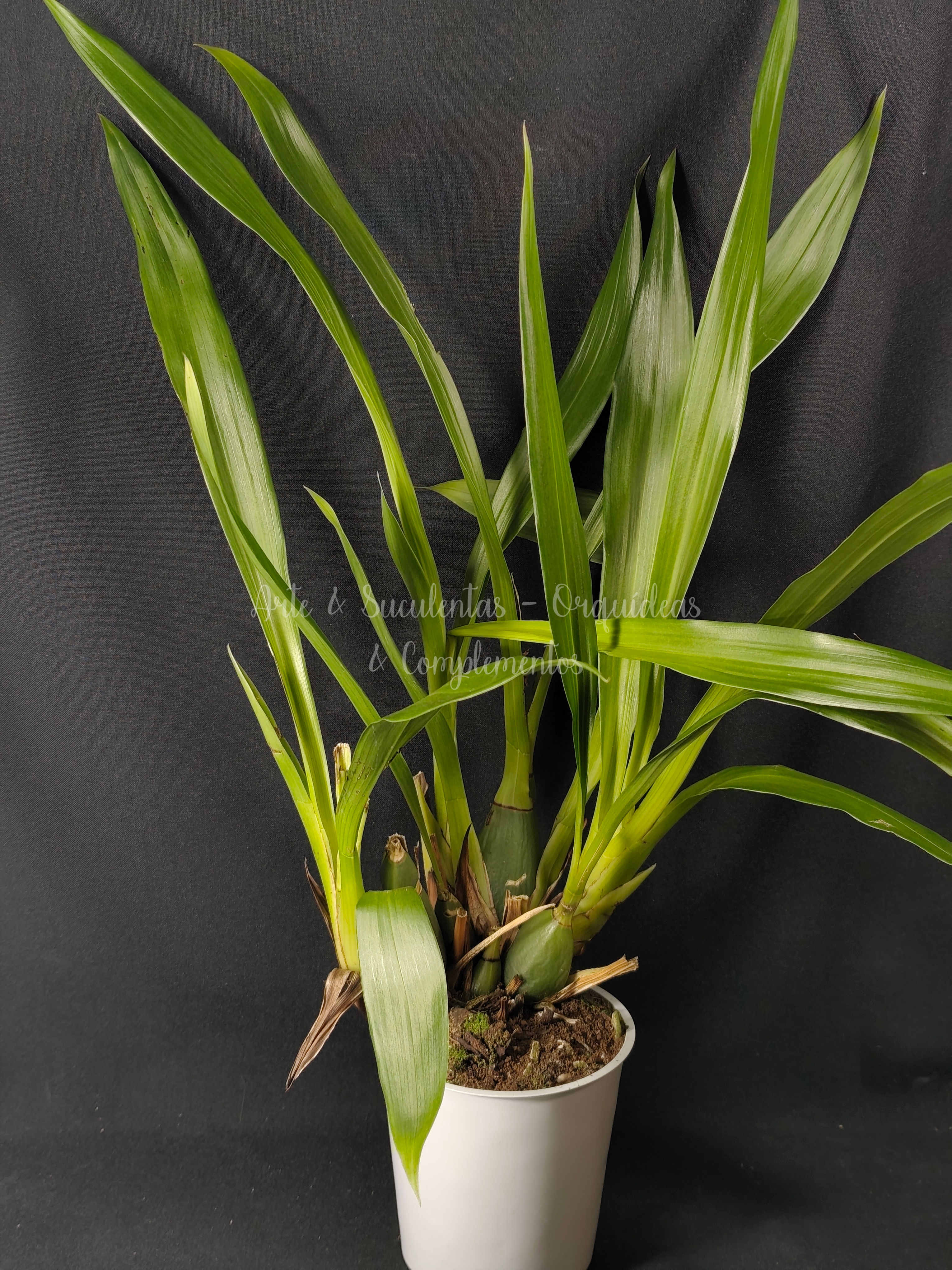 Zygopetalum Adelaide Meadows