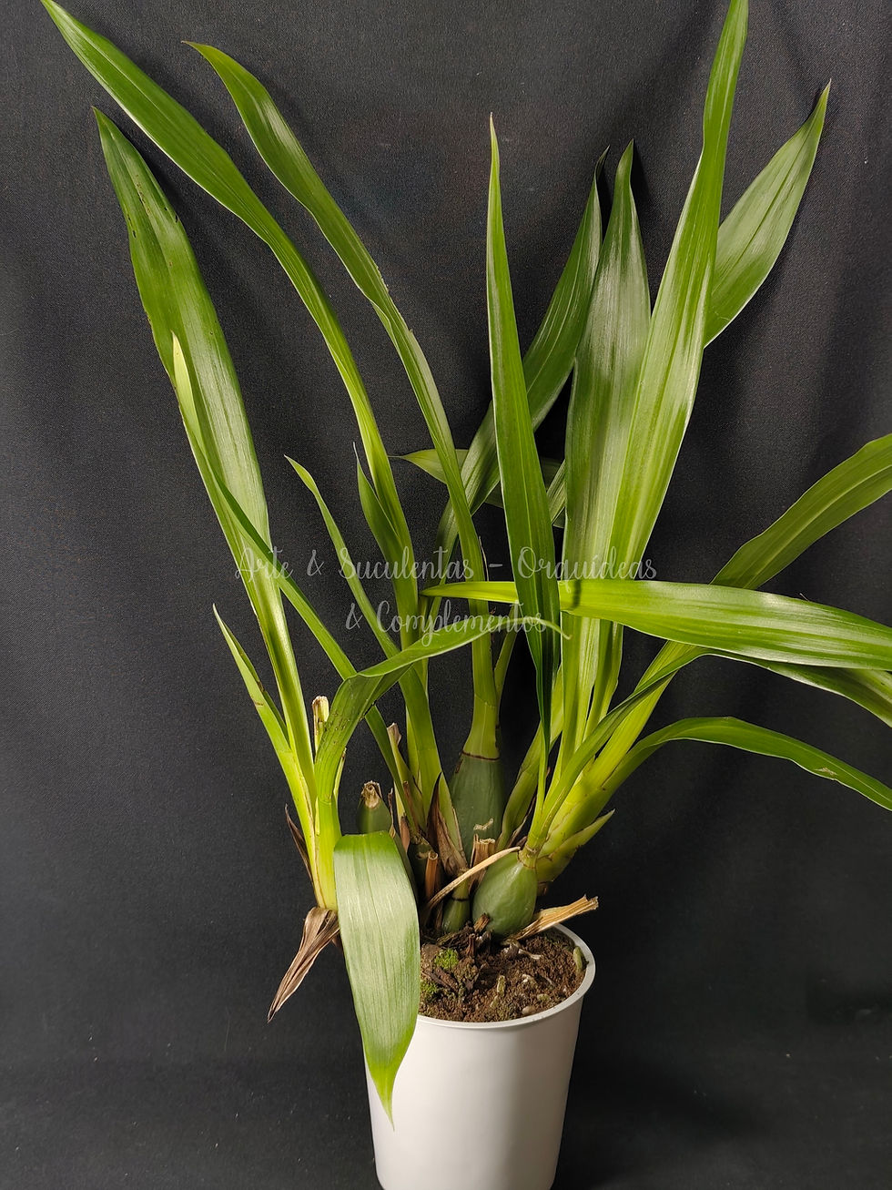 Zygopetalum Adelaide Meadows