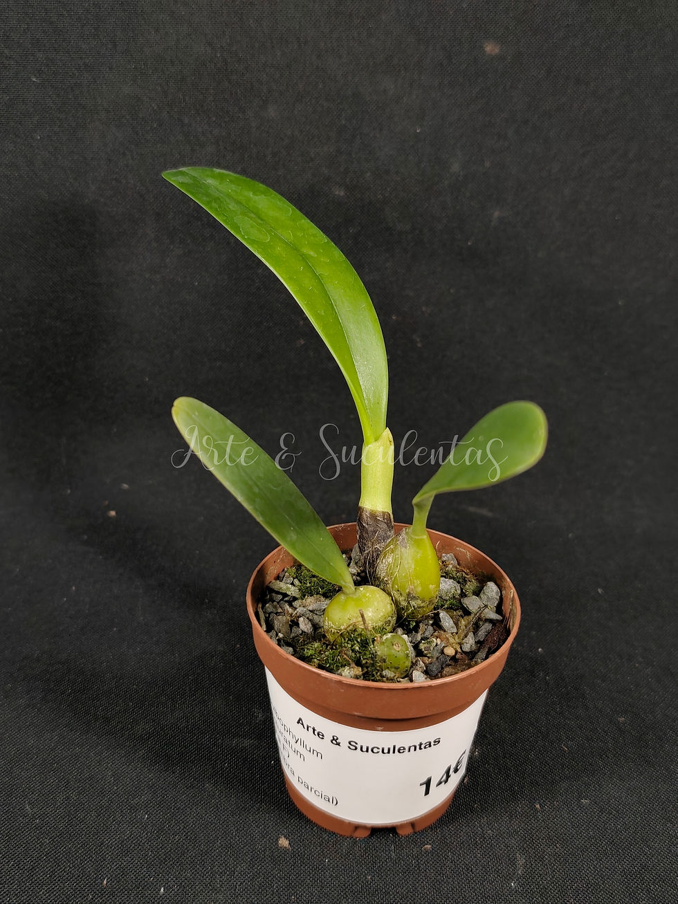 Bulbophyllum picturatum
