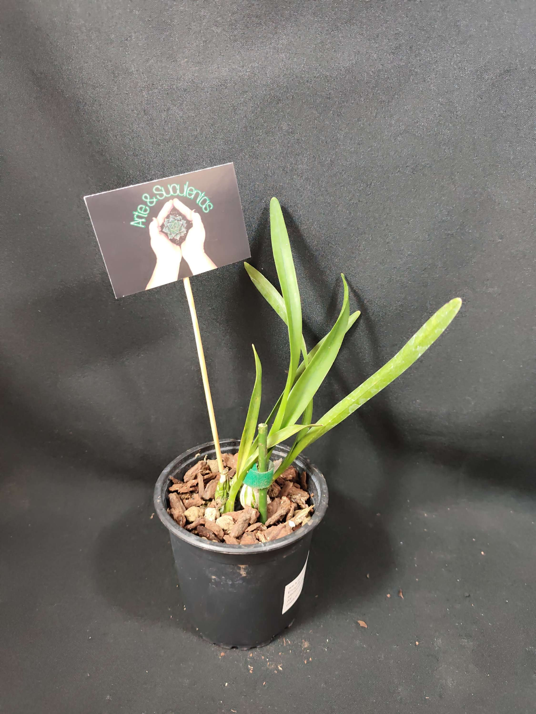 Encyclia alboxanthina