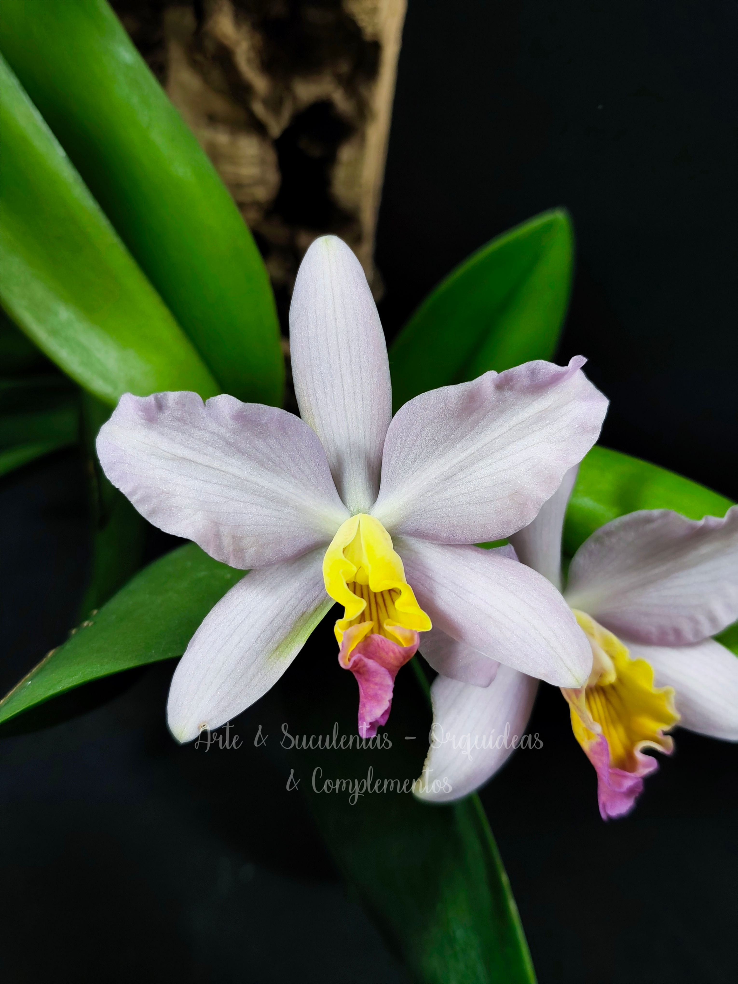 Cattleya/Slc. Hibrida