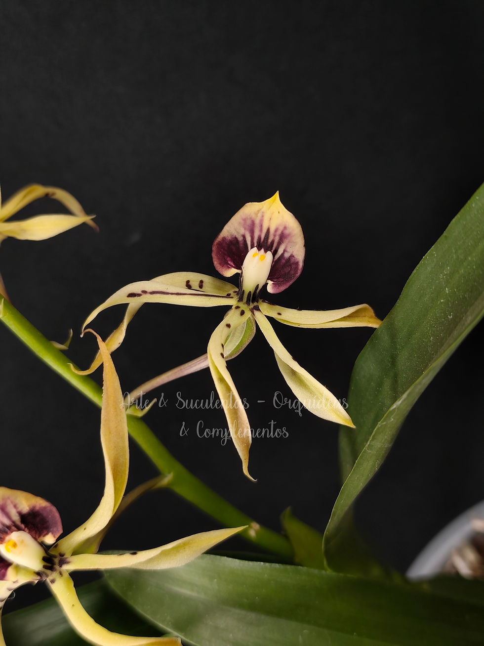 Prostechea Elfin (P. cochleata x P. prismatocarpa)