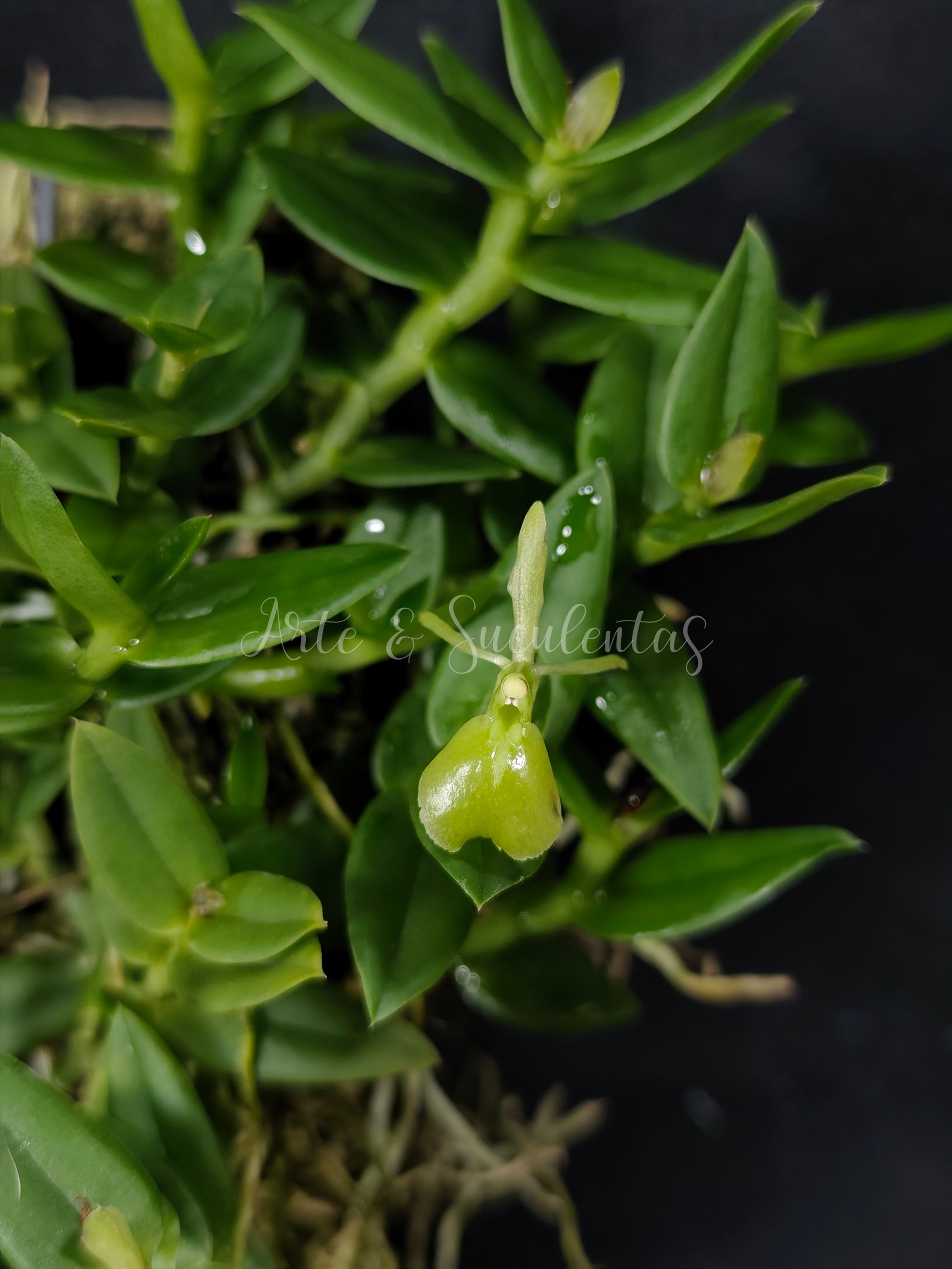 Epidendrum porpax var. alba(Sem flor)