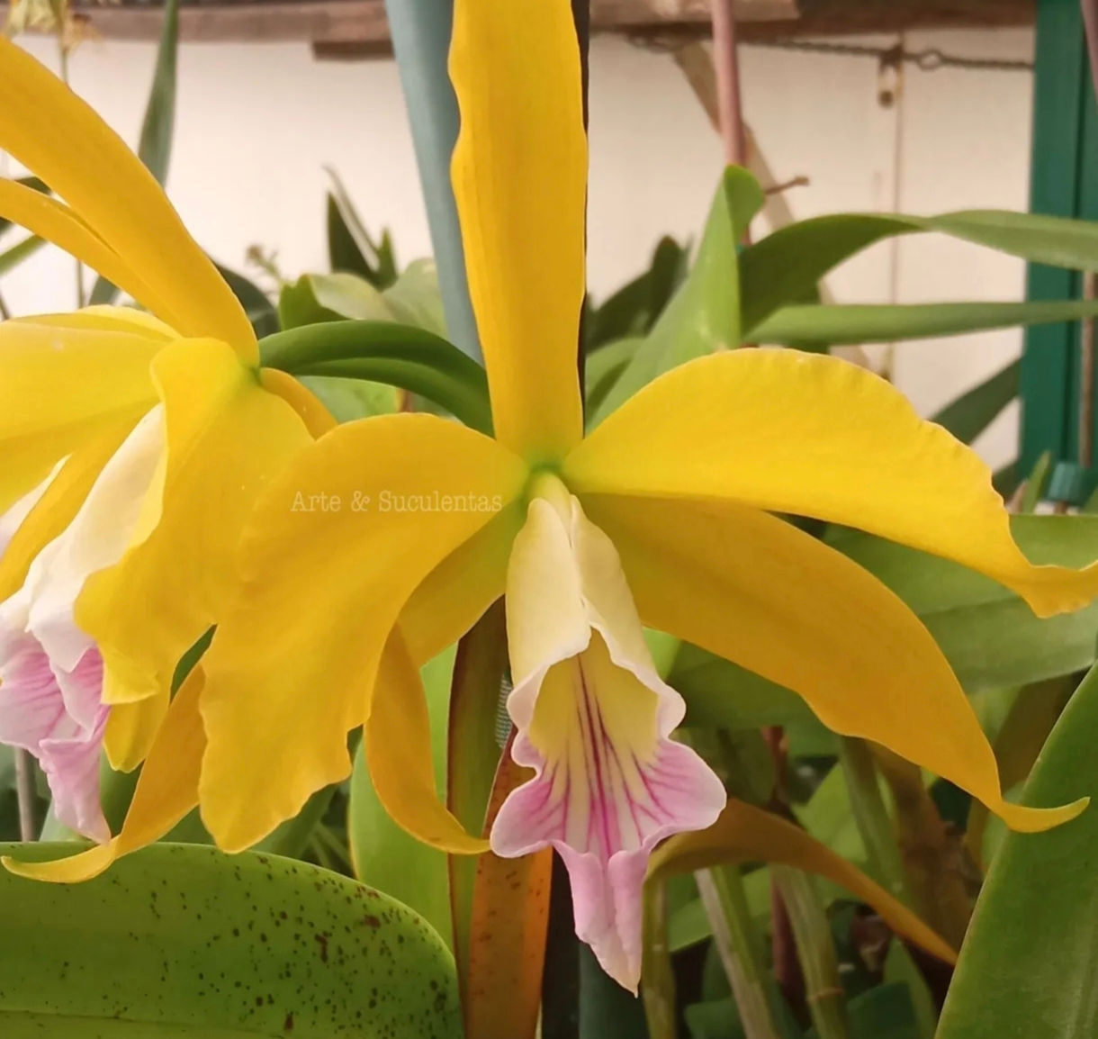 Cattleya Ethel Lewis