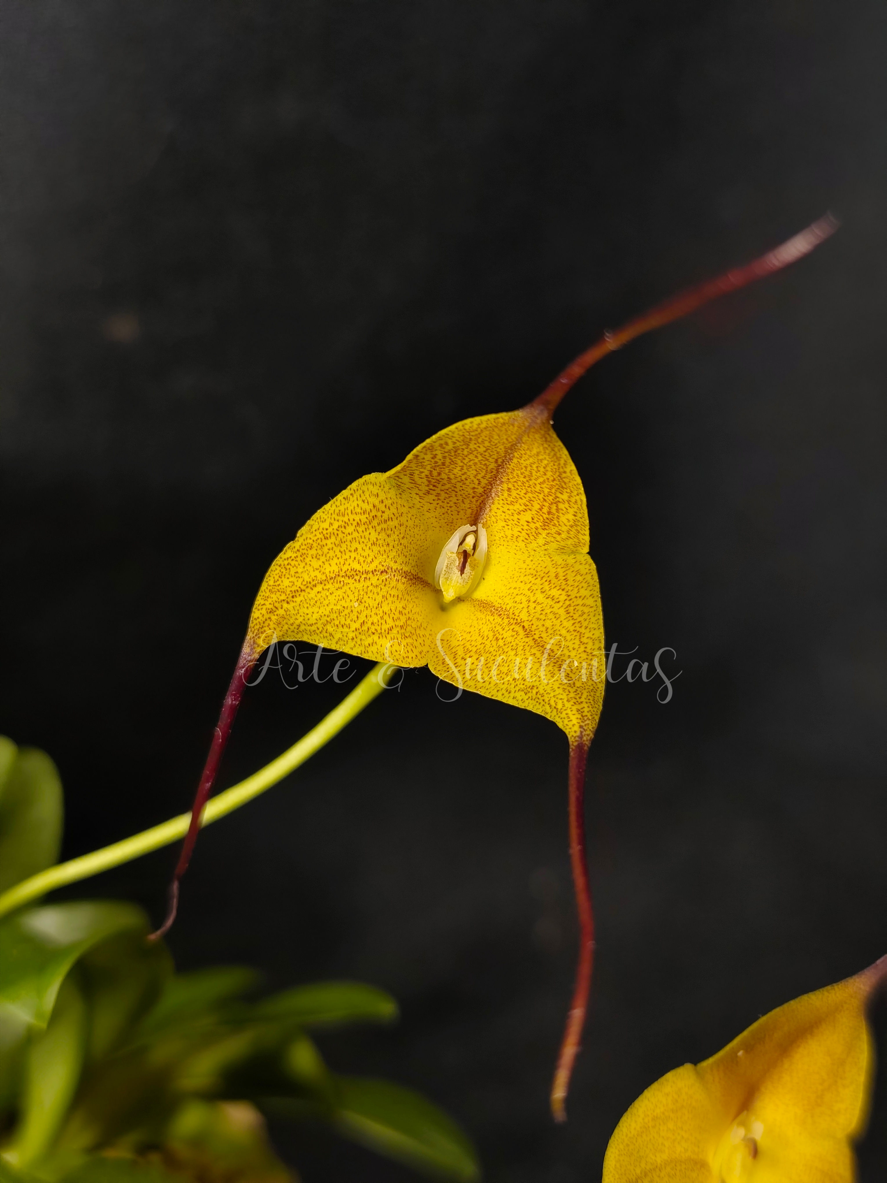 Masdevallia triangularis (SEM FLOR) 