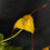 Miniature : Masdevallia triangularis