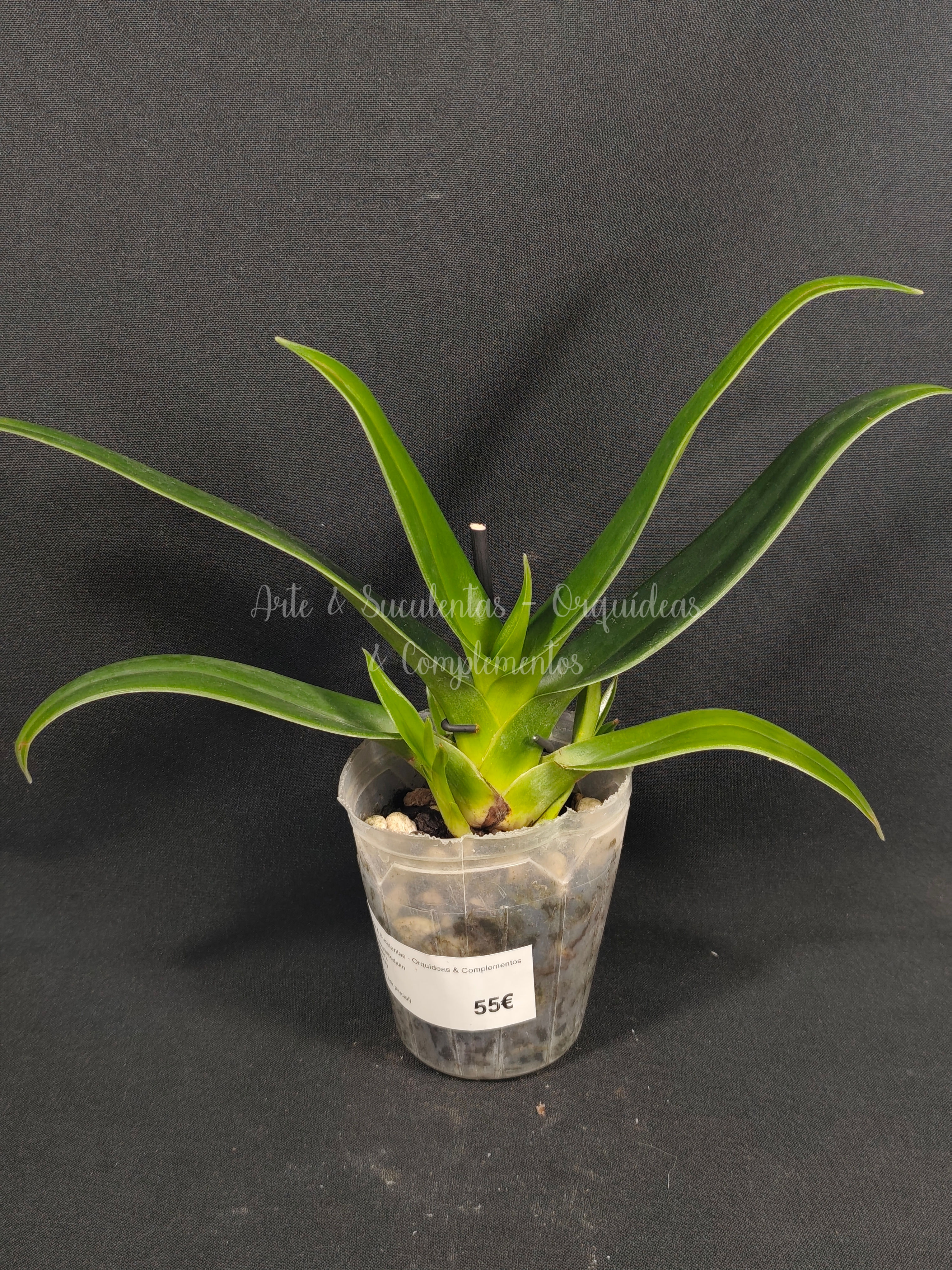 Phragmipedium Acker's Beauty