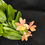 Miniature : Epidendrum Híbrido (Laranja/Salmão)