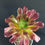 Miniature : Aeonium vellours 
