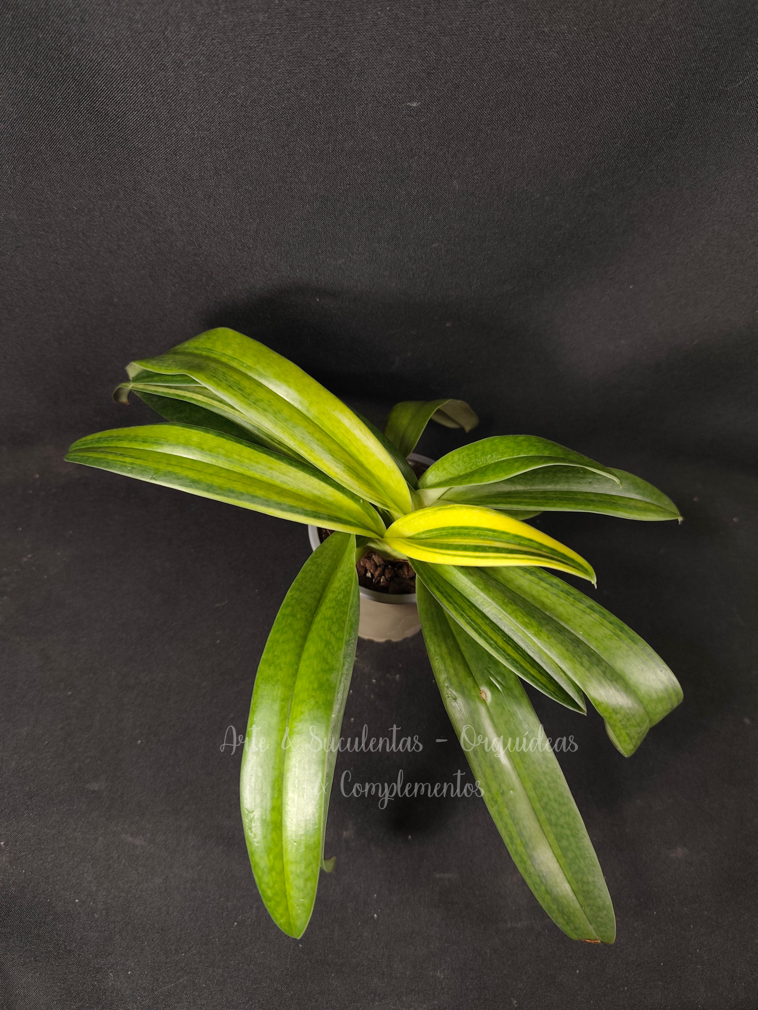 Paphiopedilum phips variegata