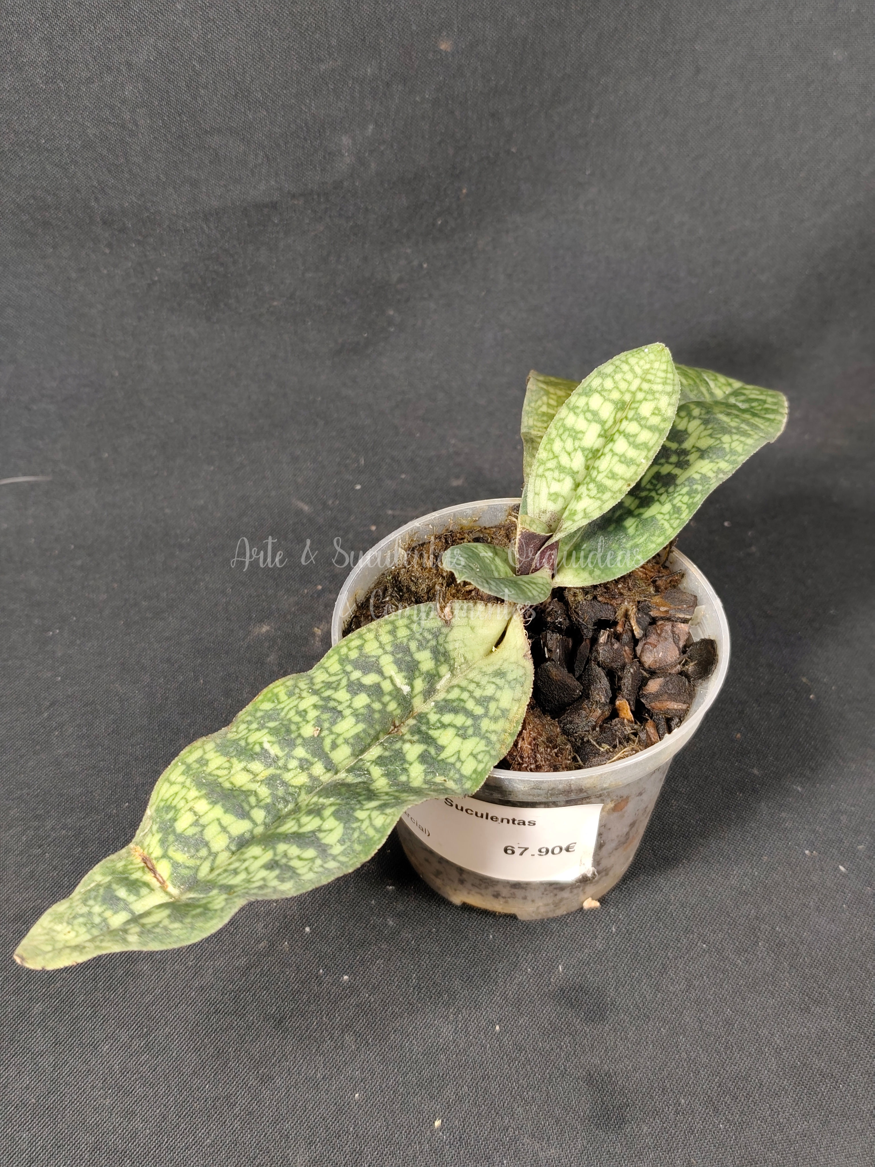 Paphiopedilum malipoense