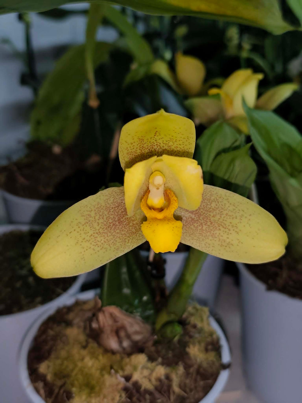 Miniatura: Lycaste Jason x macrophylla f. pincelada