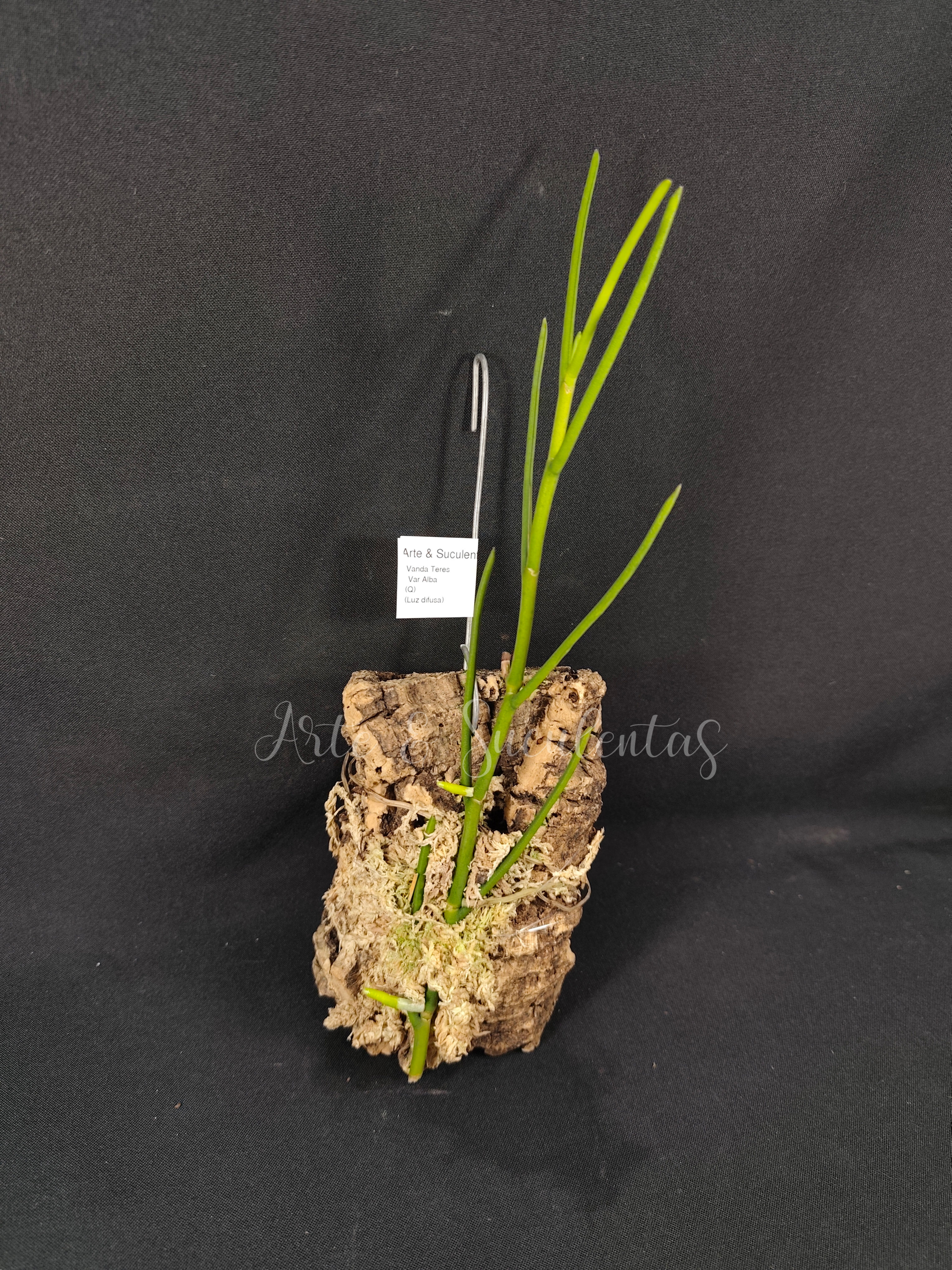 Vanda teres var alba