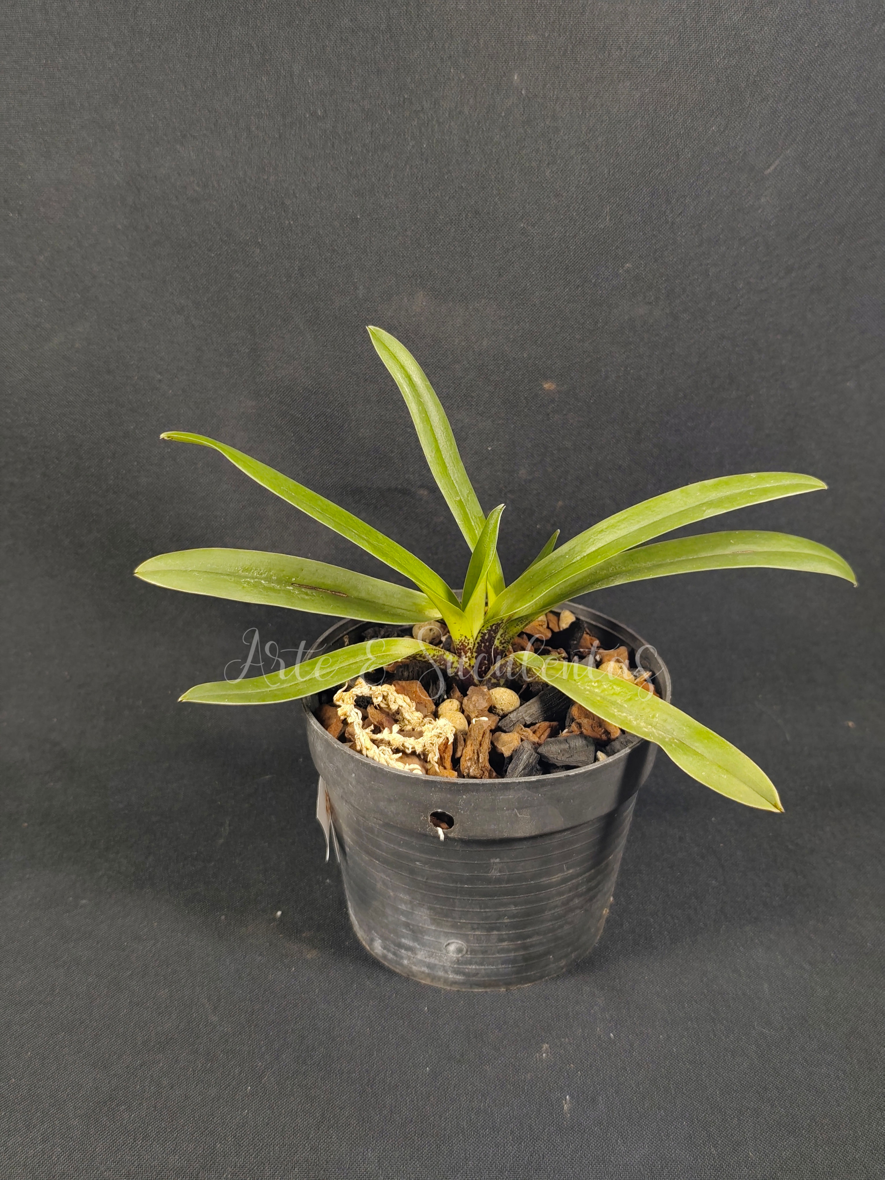 Paphiopedilum charlesworthii