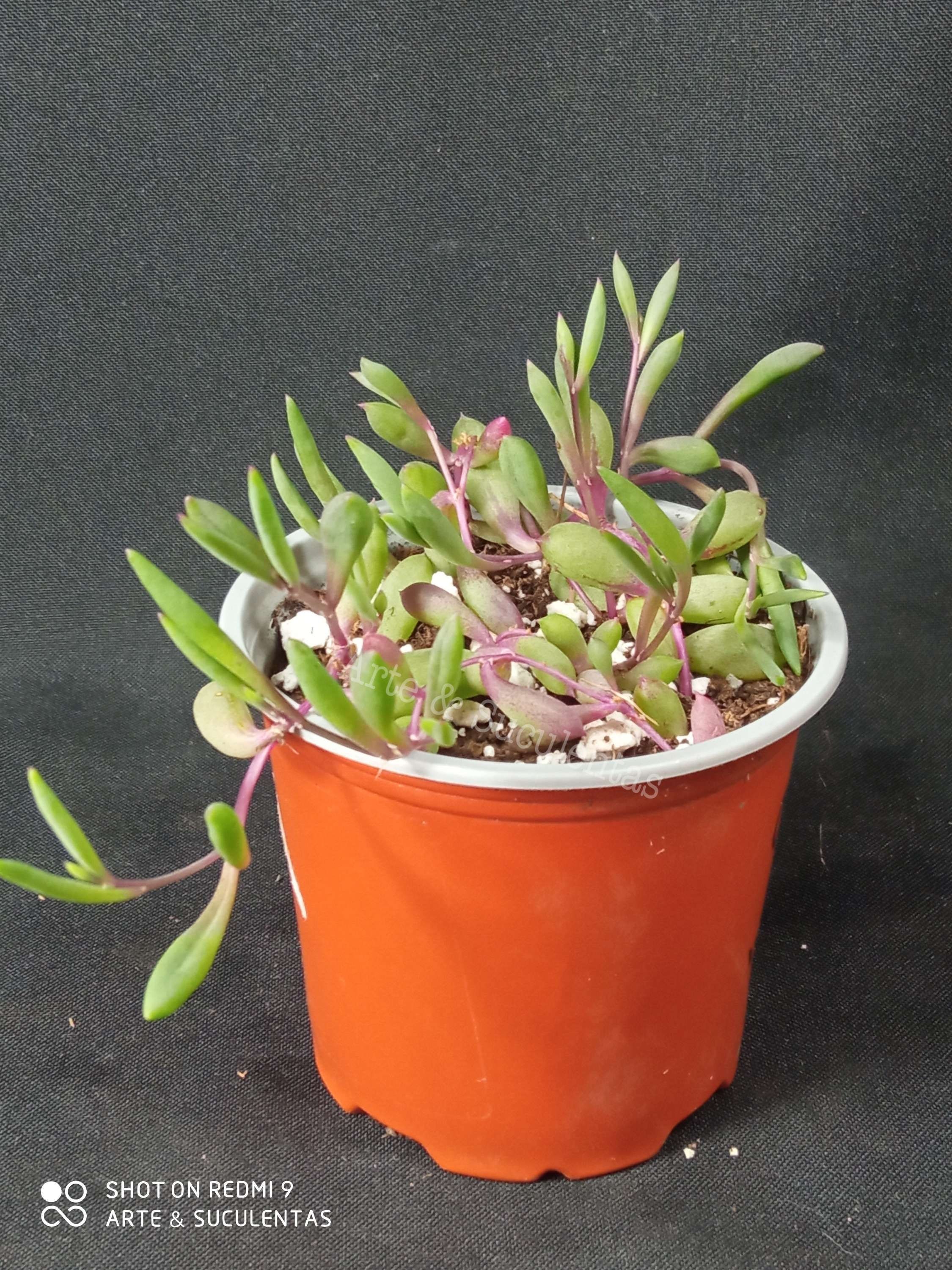 Othona capensis " colar de rubi"