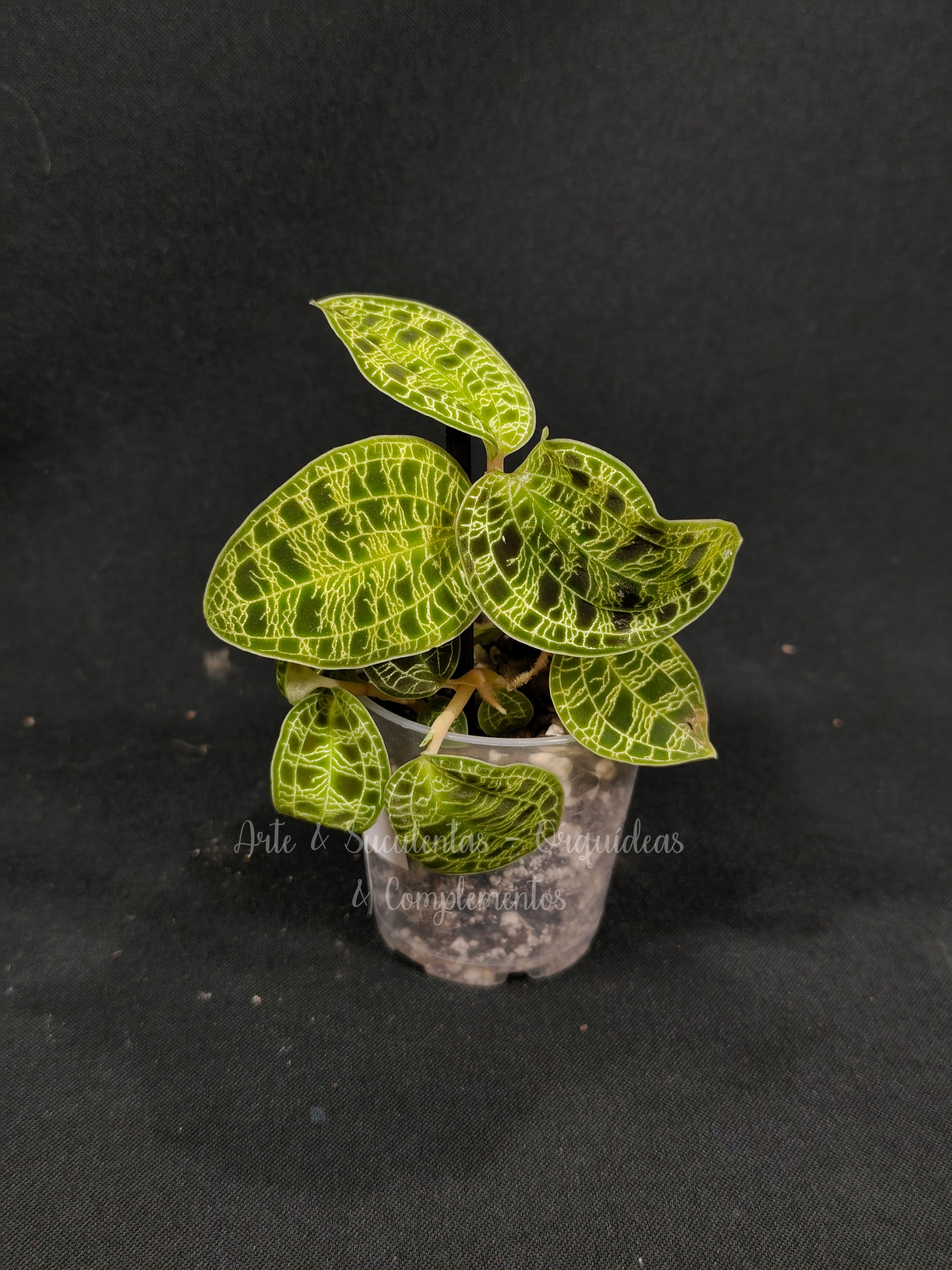 Macodes petola 