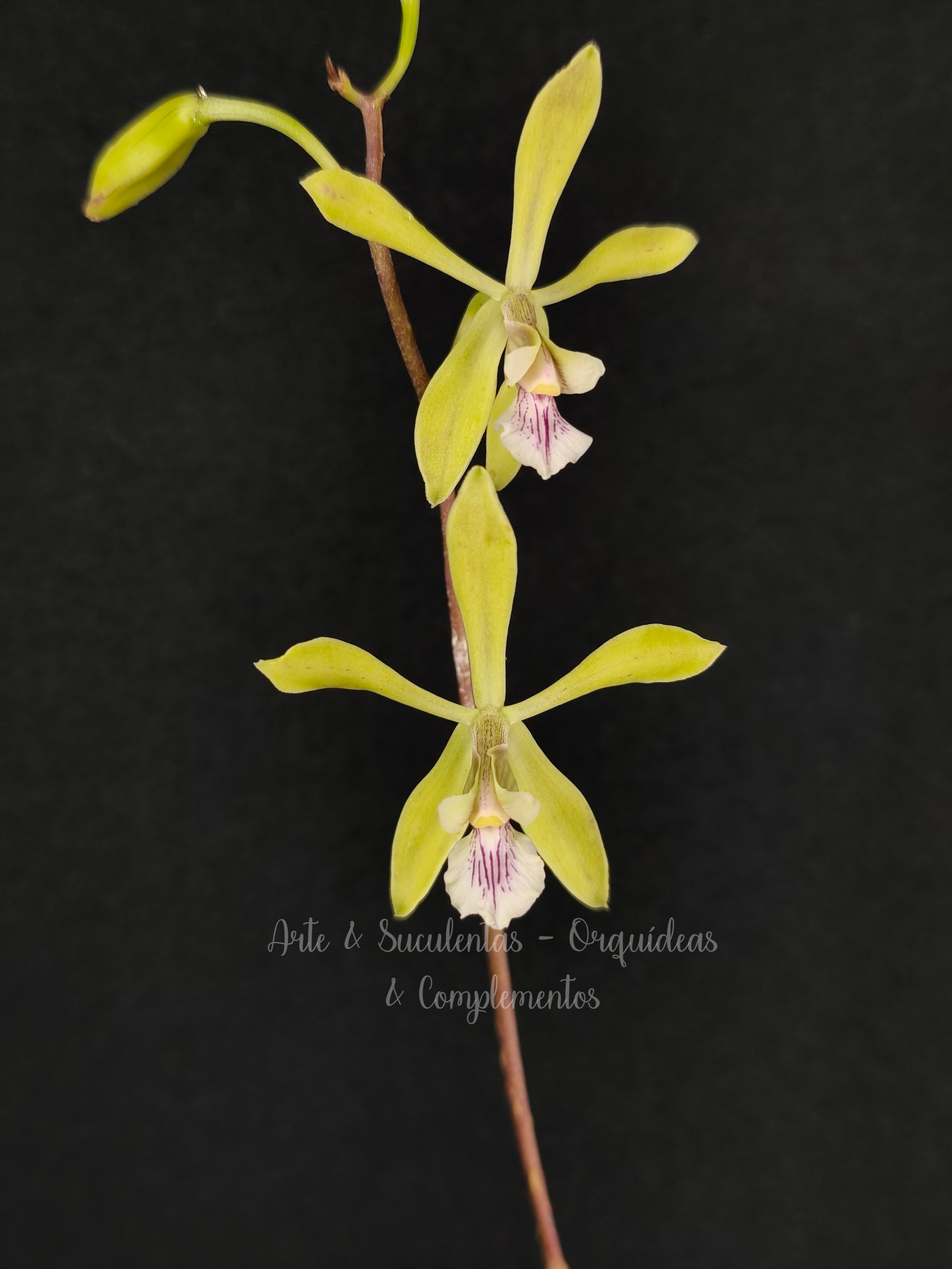 Encyclia tarumana