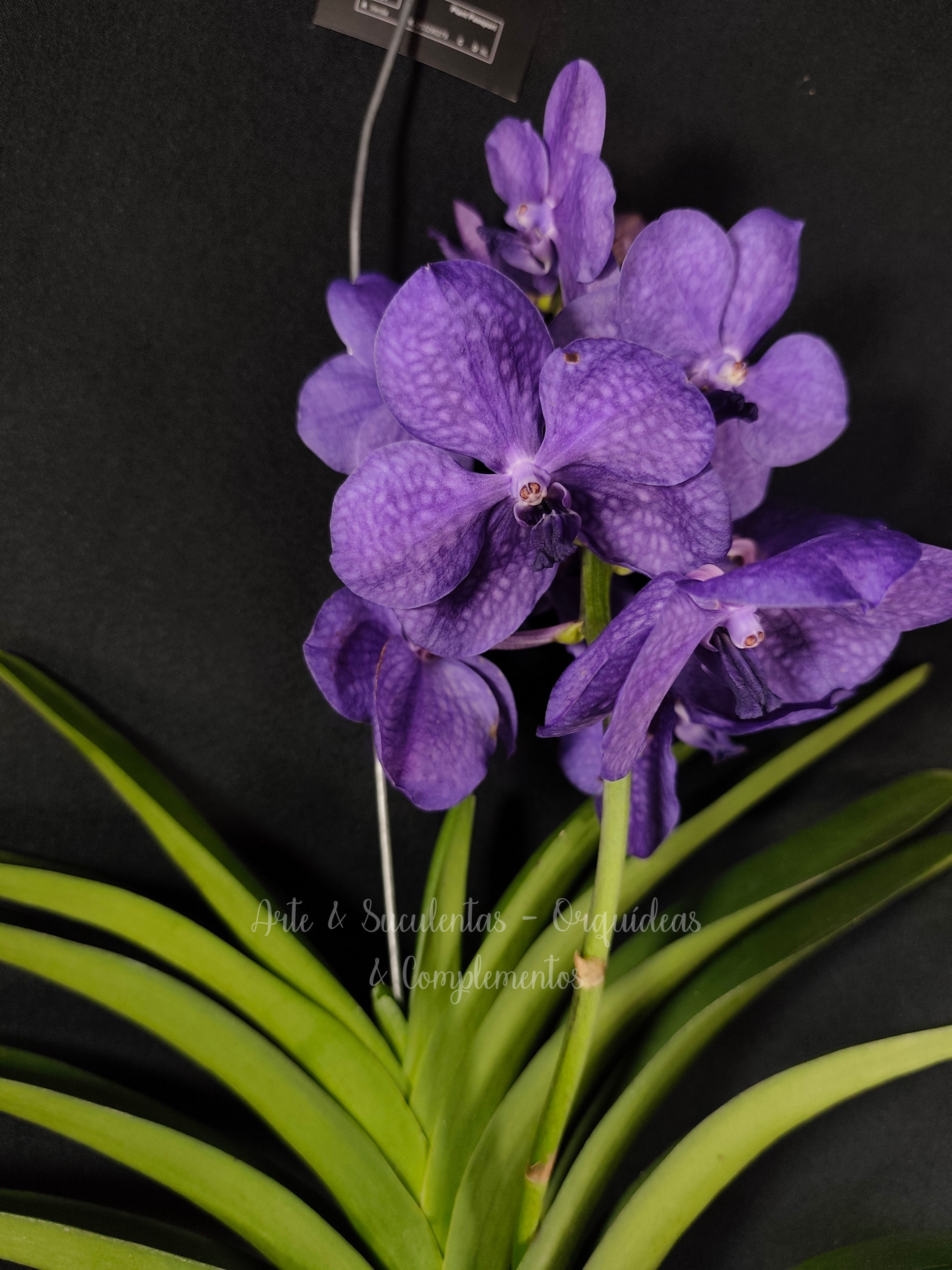 Vanda Mikasa Blue 