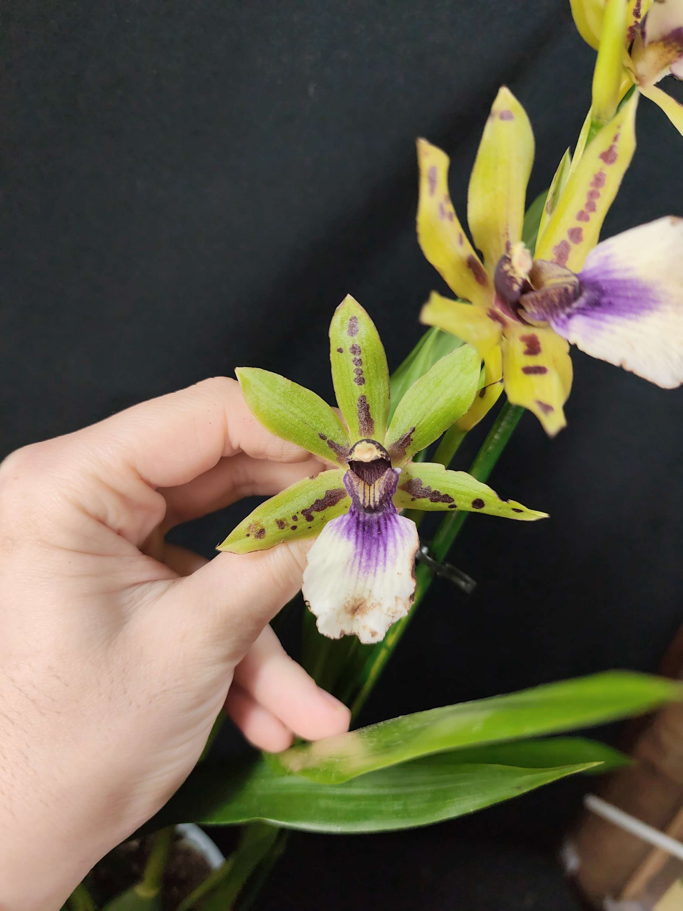 Zygopetalum Adelaide Meadows (Sem flor)
