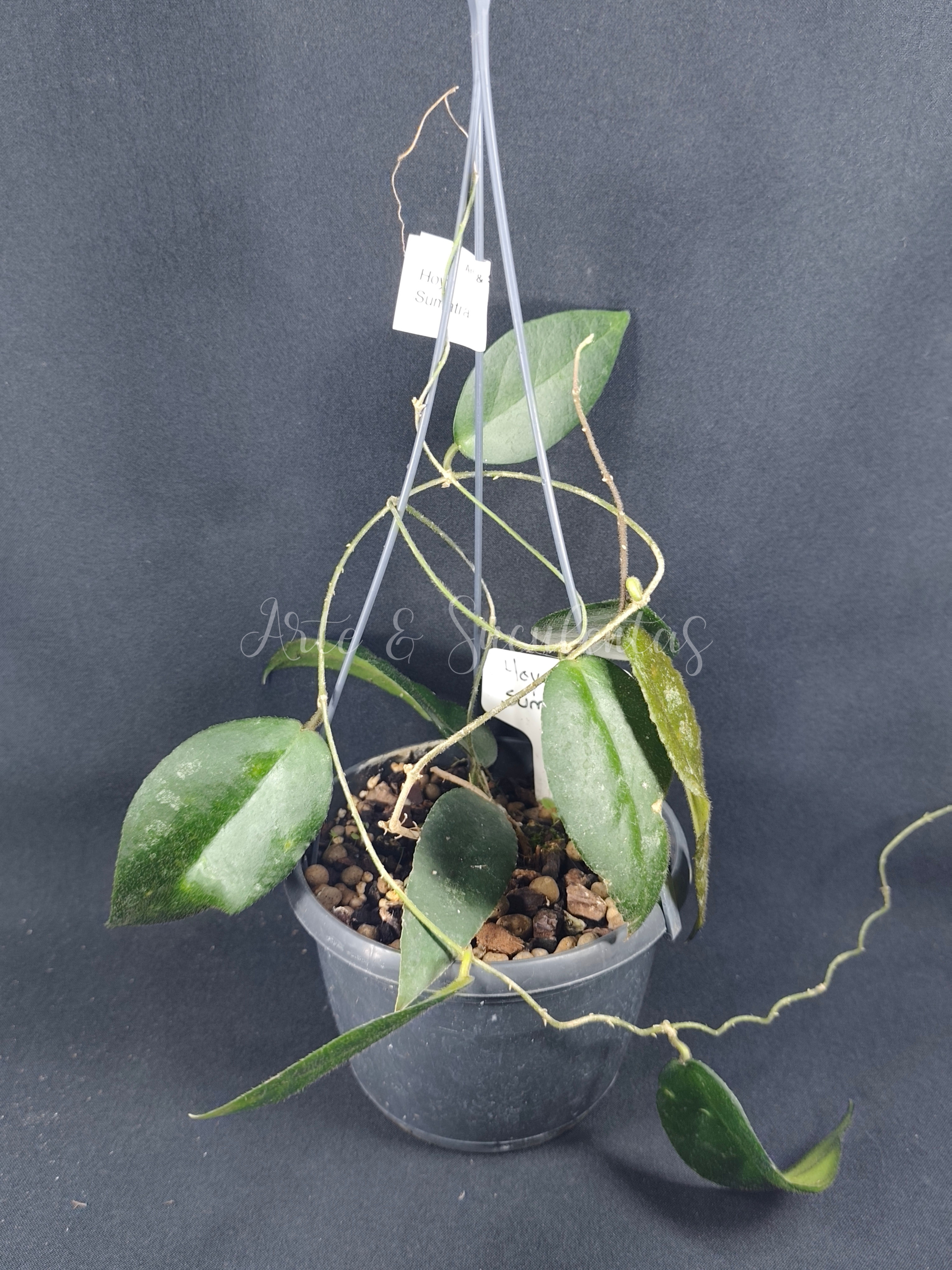 Hoya sumatra
