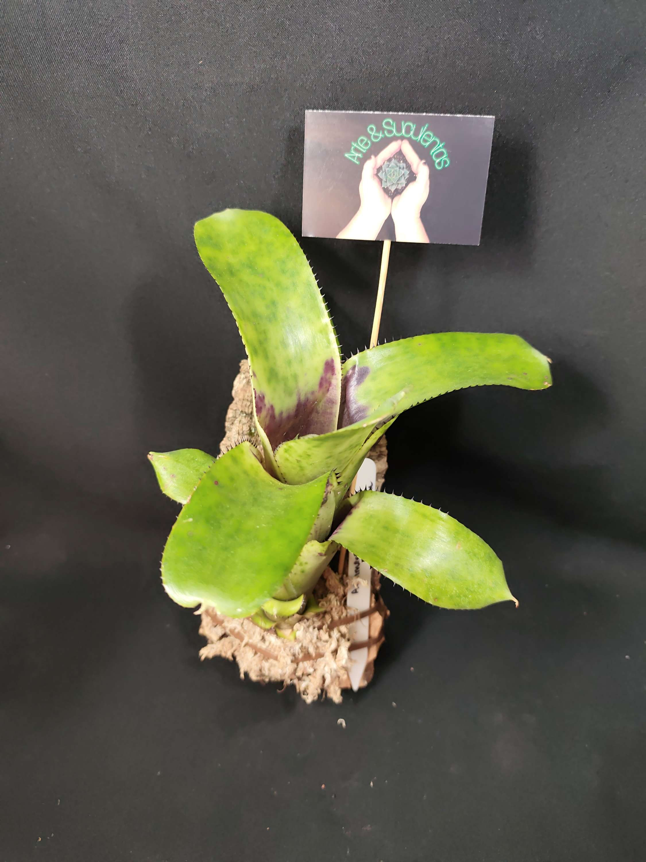 Aechmea Nudicaulis Blomenau