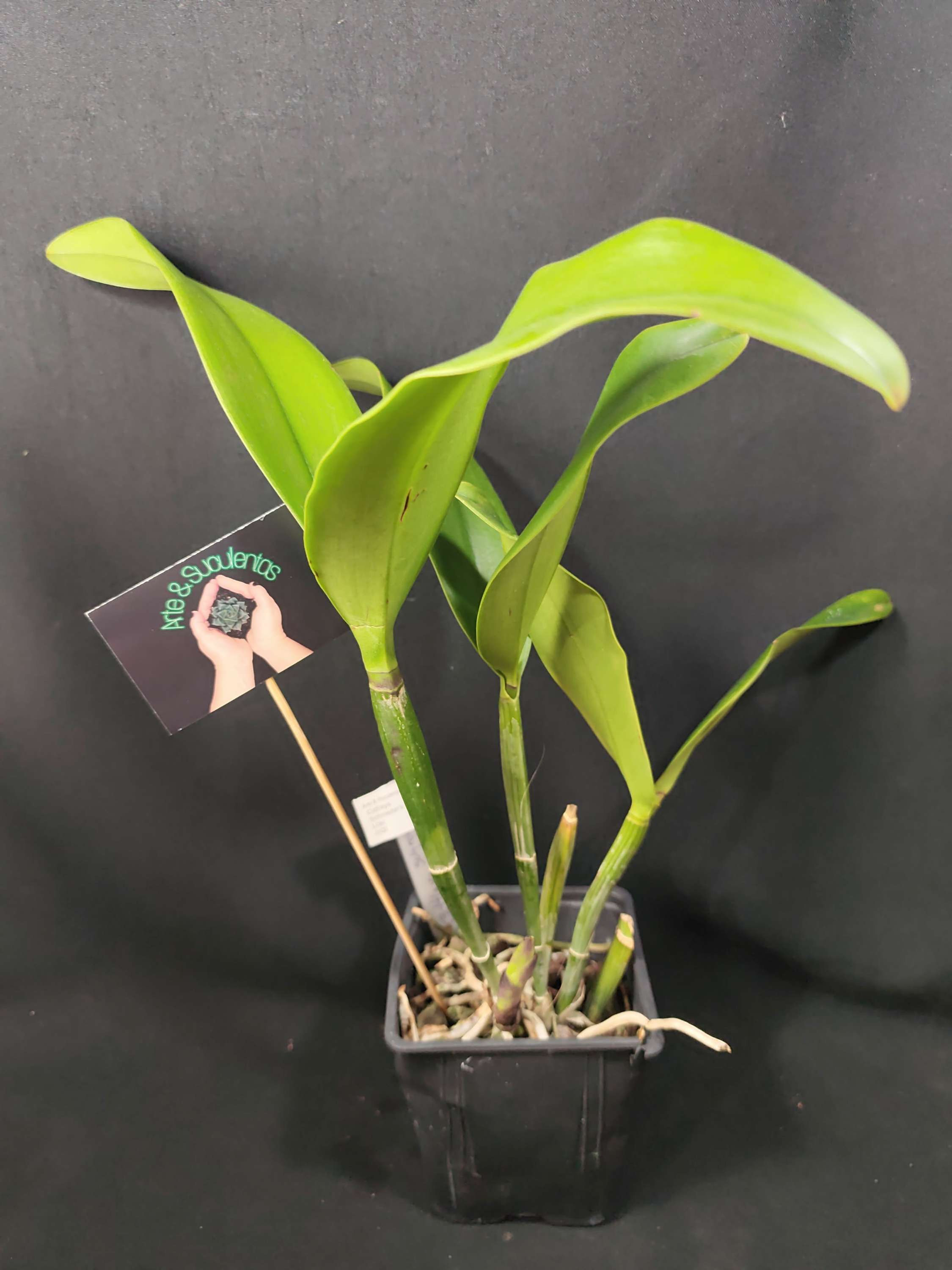 Cattleya Schroeder's Lilac