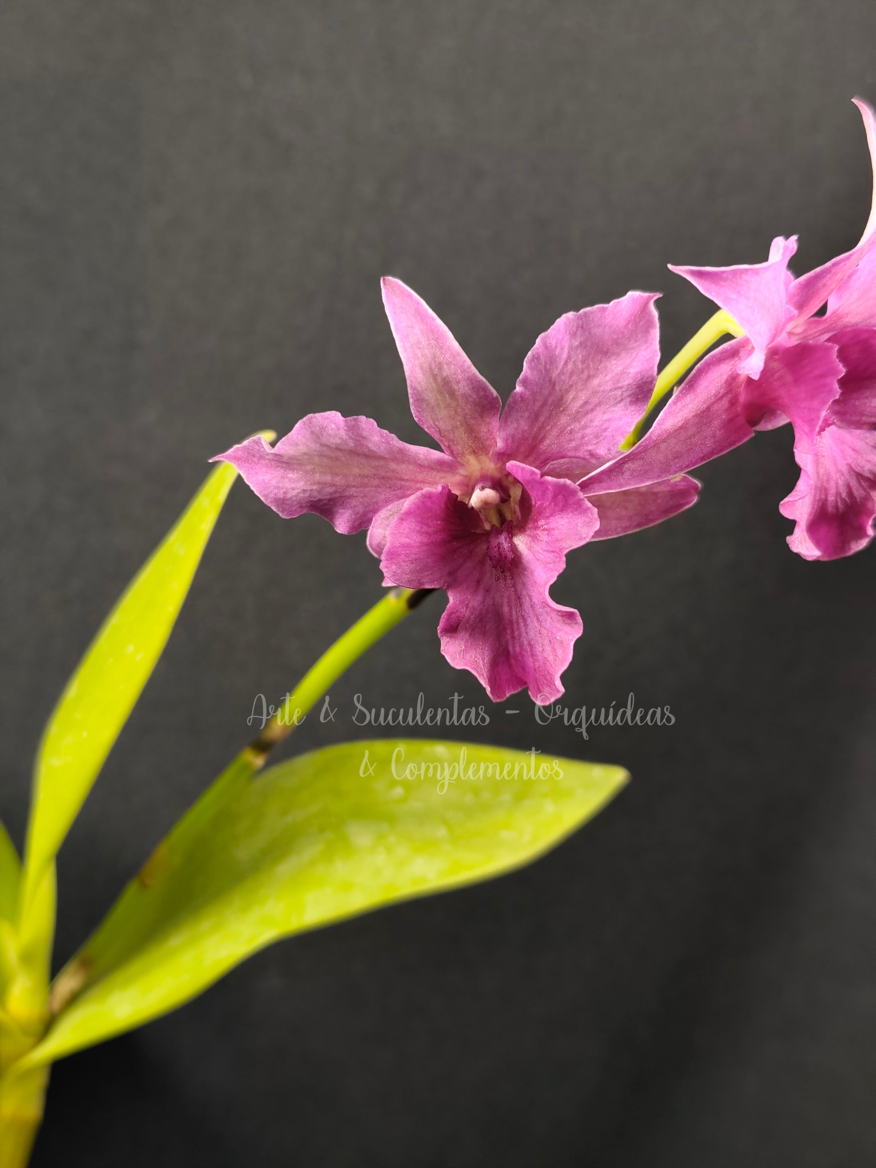 Dendrobium Violet Yamaji Nalo