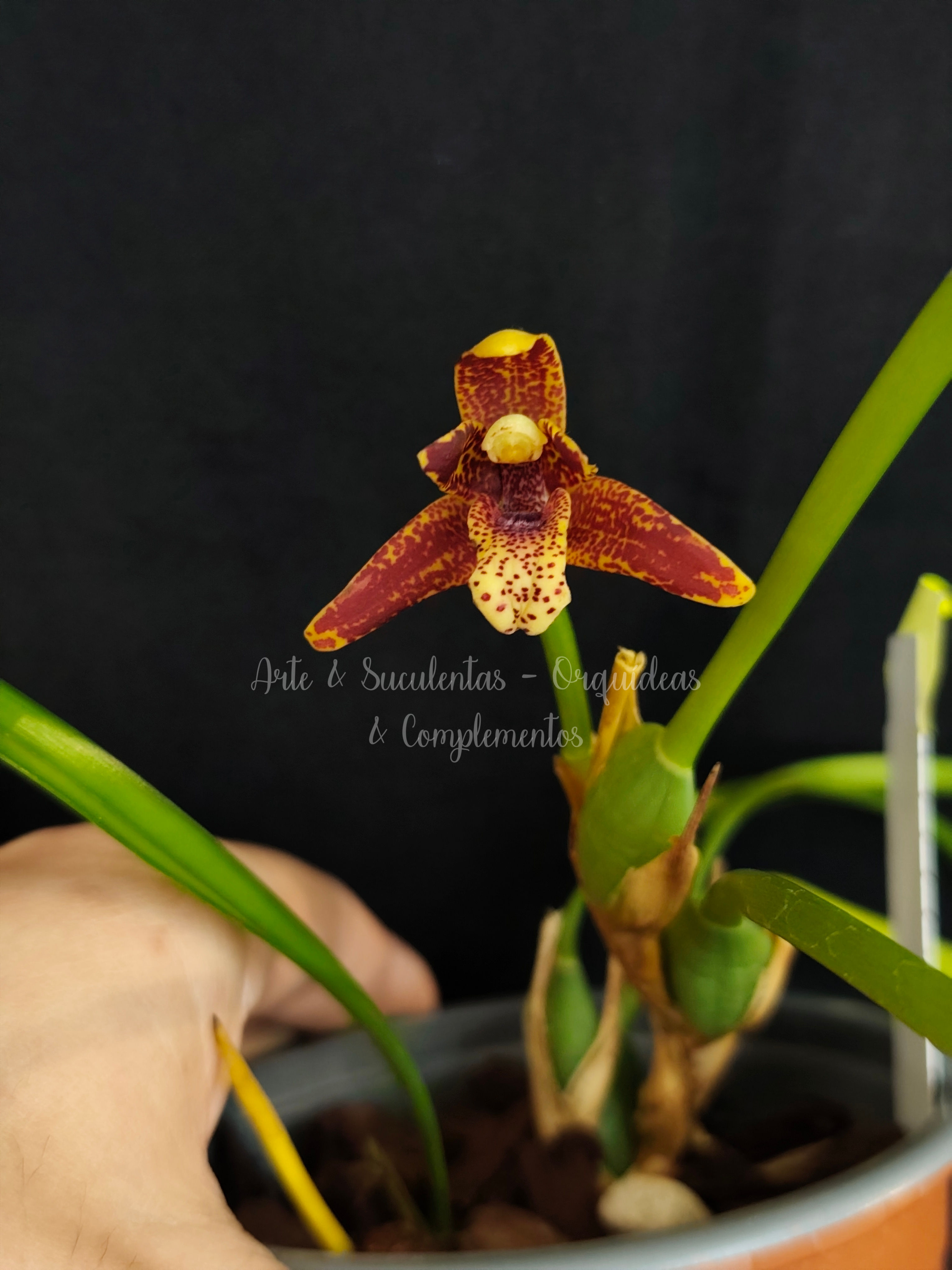 Maxillaria tenuifolia (Com pintas)