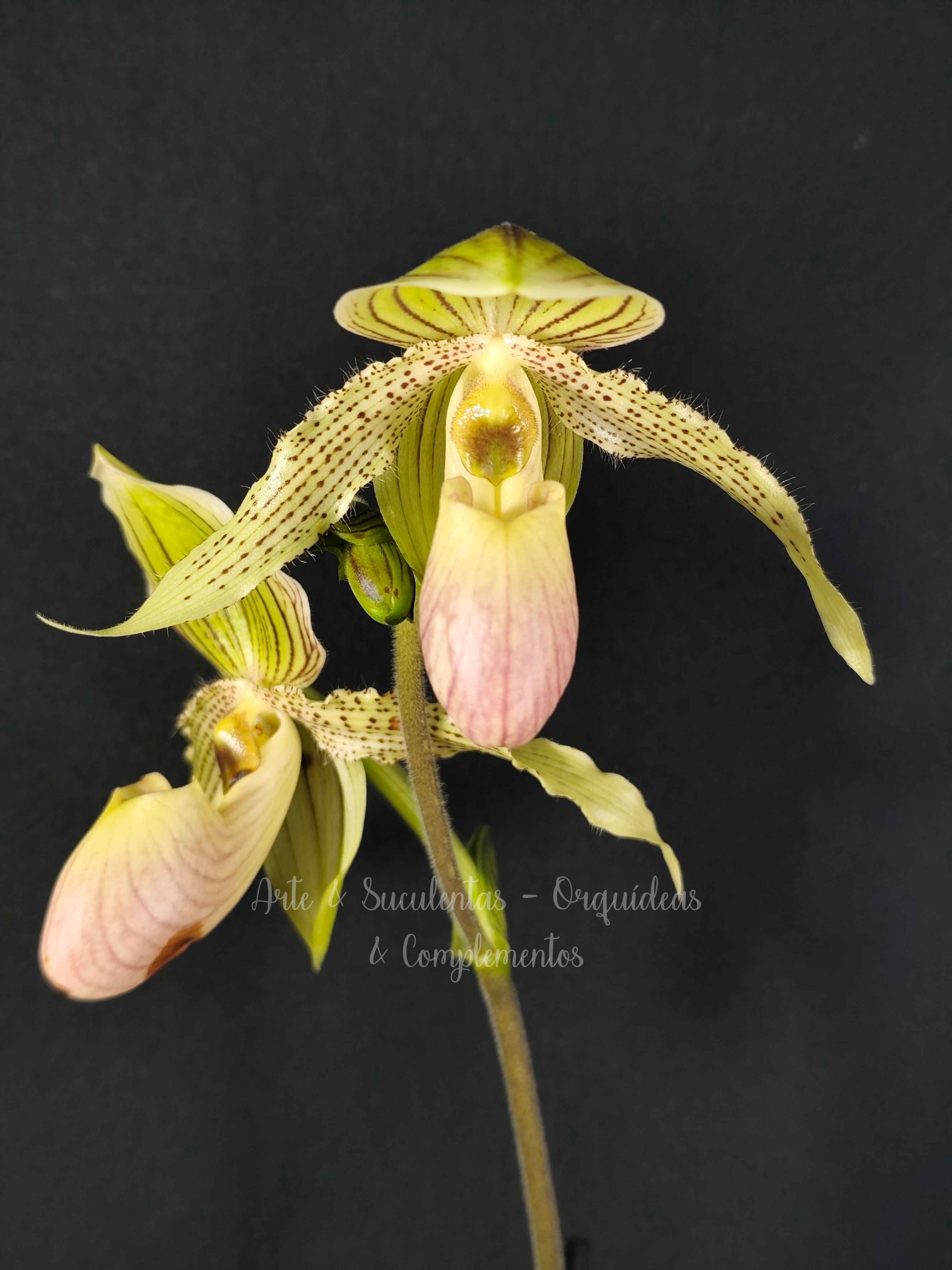 Paphiopedilum Prime Child X (Big Form)