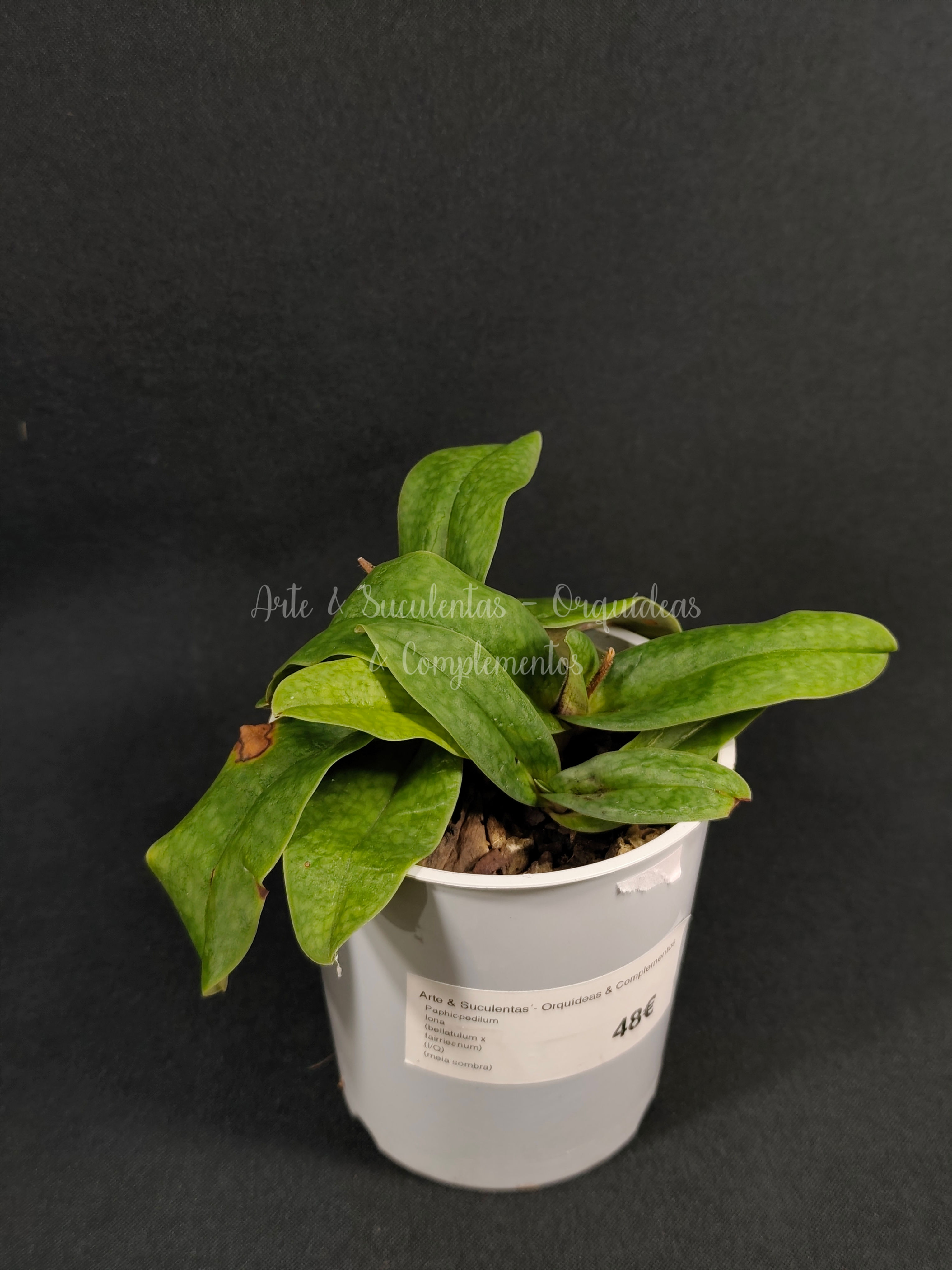 Paphiopedilum Iona