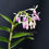 Thumbnail: Epidendrum hugomedinae X