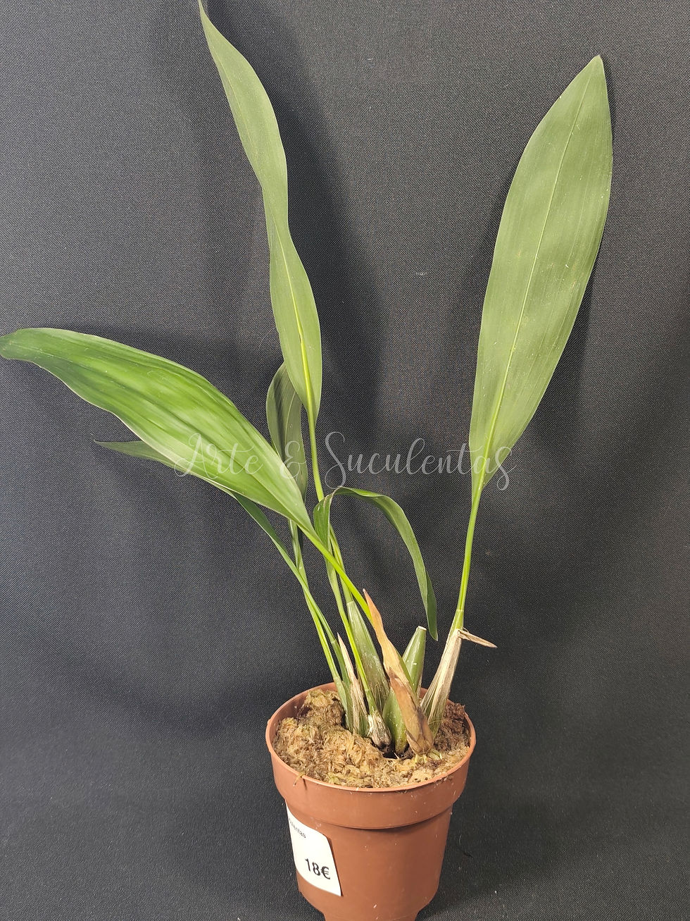 Dendrochilum cobbianum aka Coelogyne cobbiana