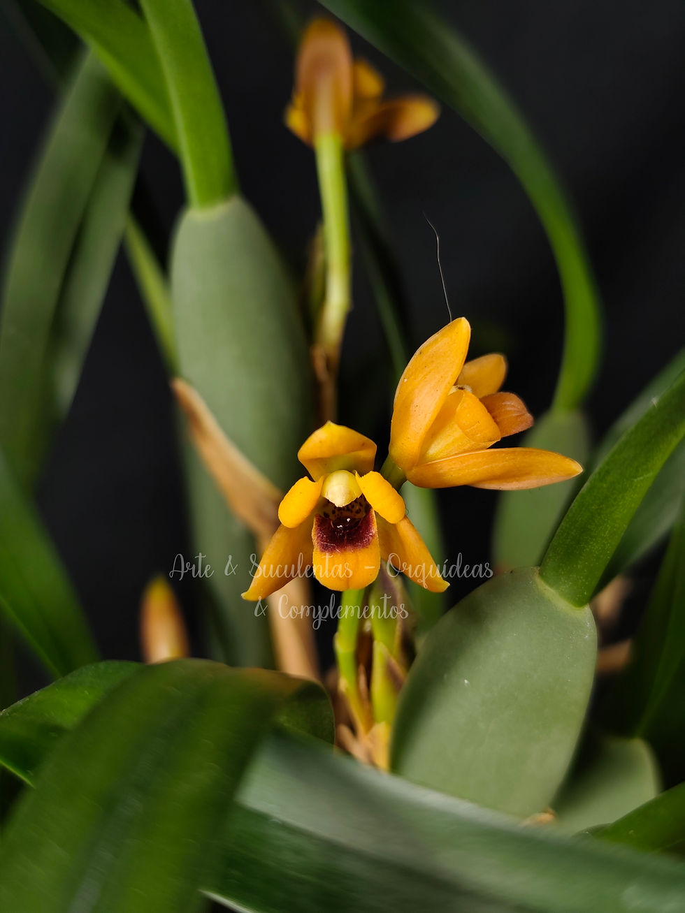 Maxillaria variabilis var. orange