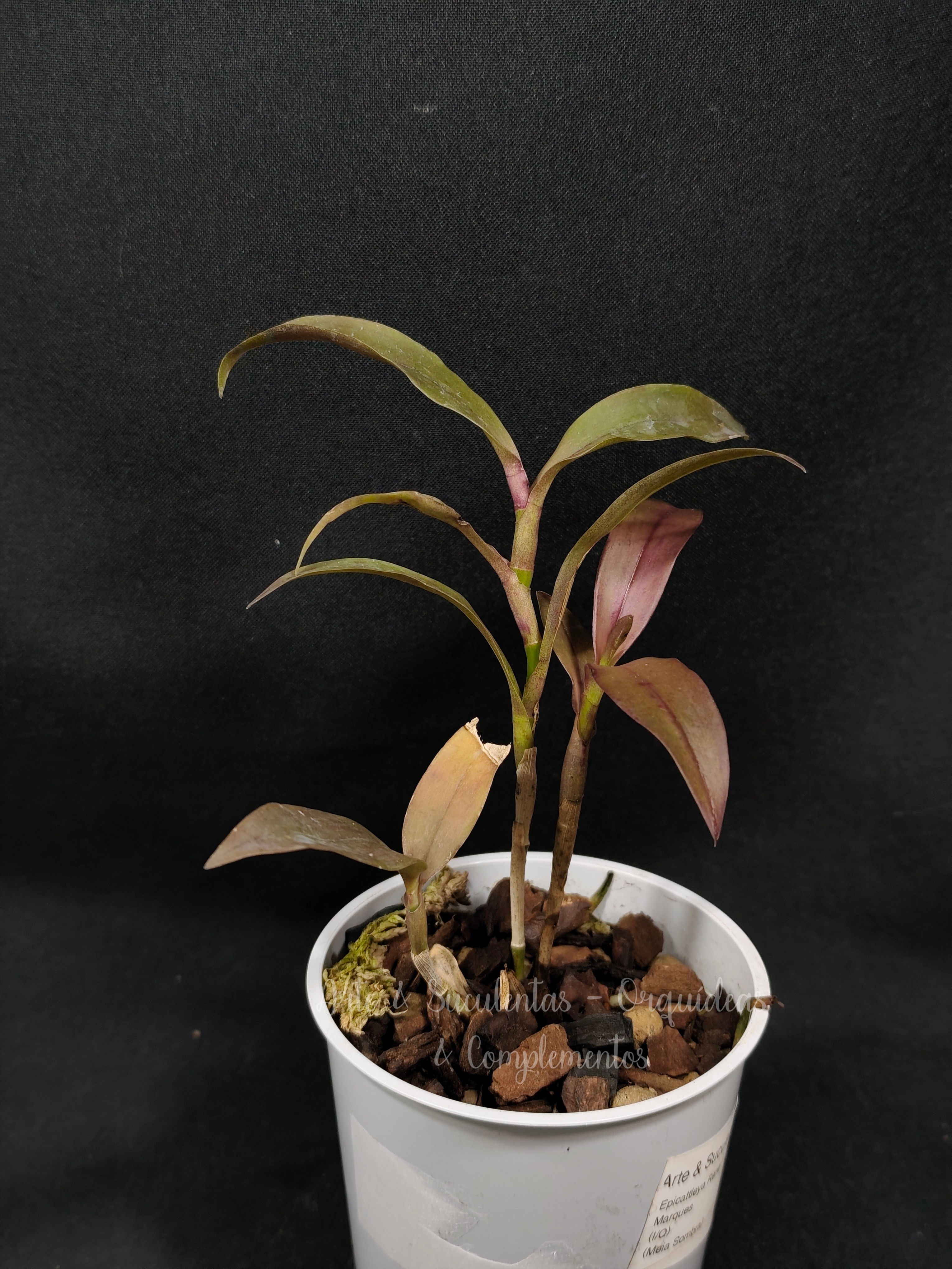 Epicattleya Rene Marques 