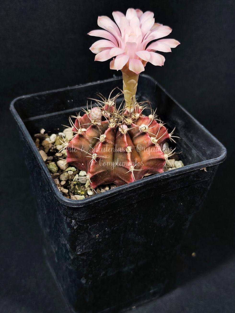 Thumbnail: Gymnocalycium sp.
